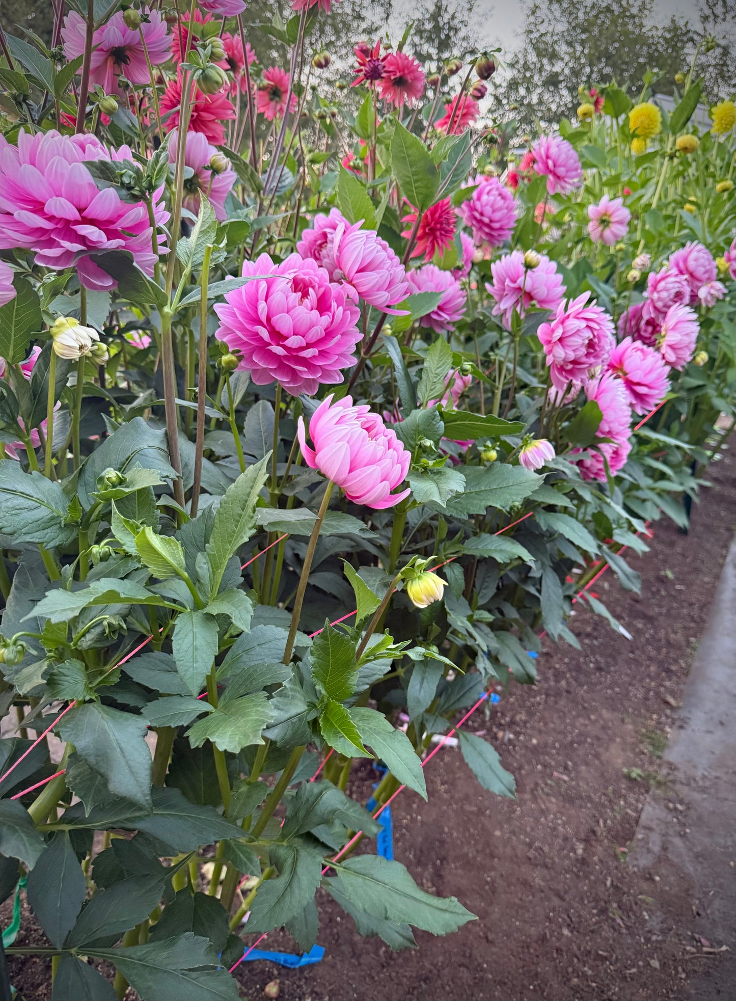 Hollyhill Pink Parfait Rooted Cutting