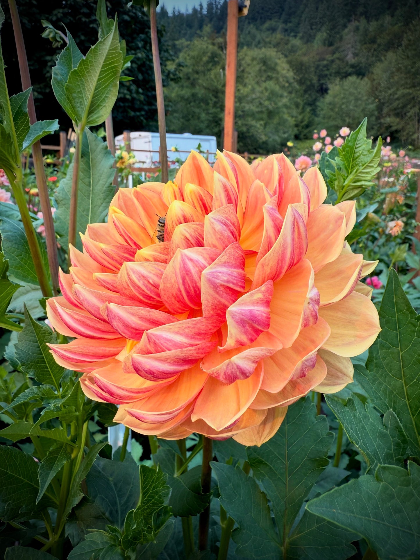 Hollyhill Golden Glow Rooted Cutting