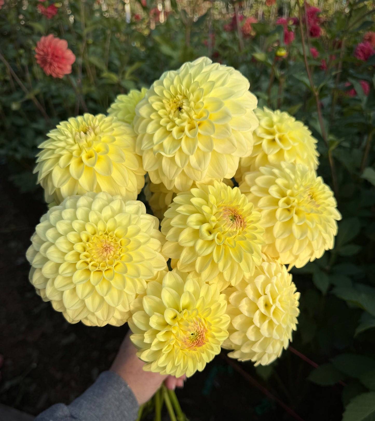 Lee’s Primrose Darling