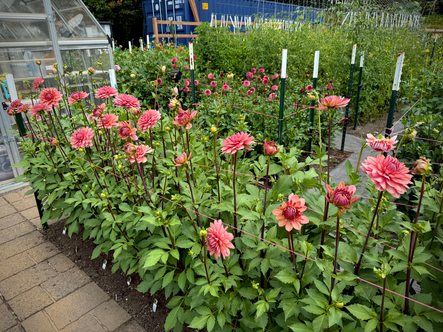 Chateau de la Bourdaisière Rooted Cutting