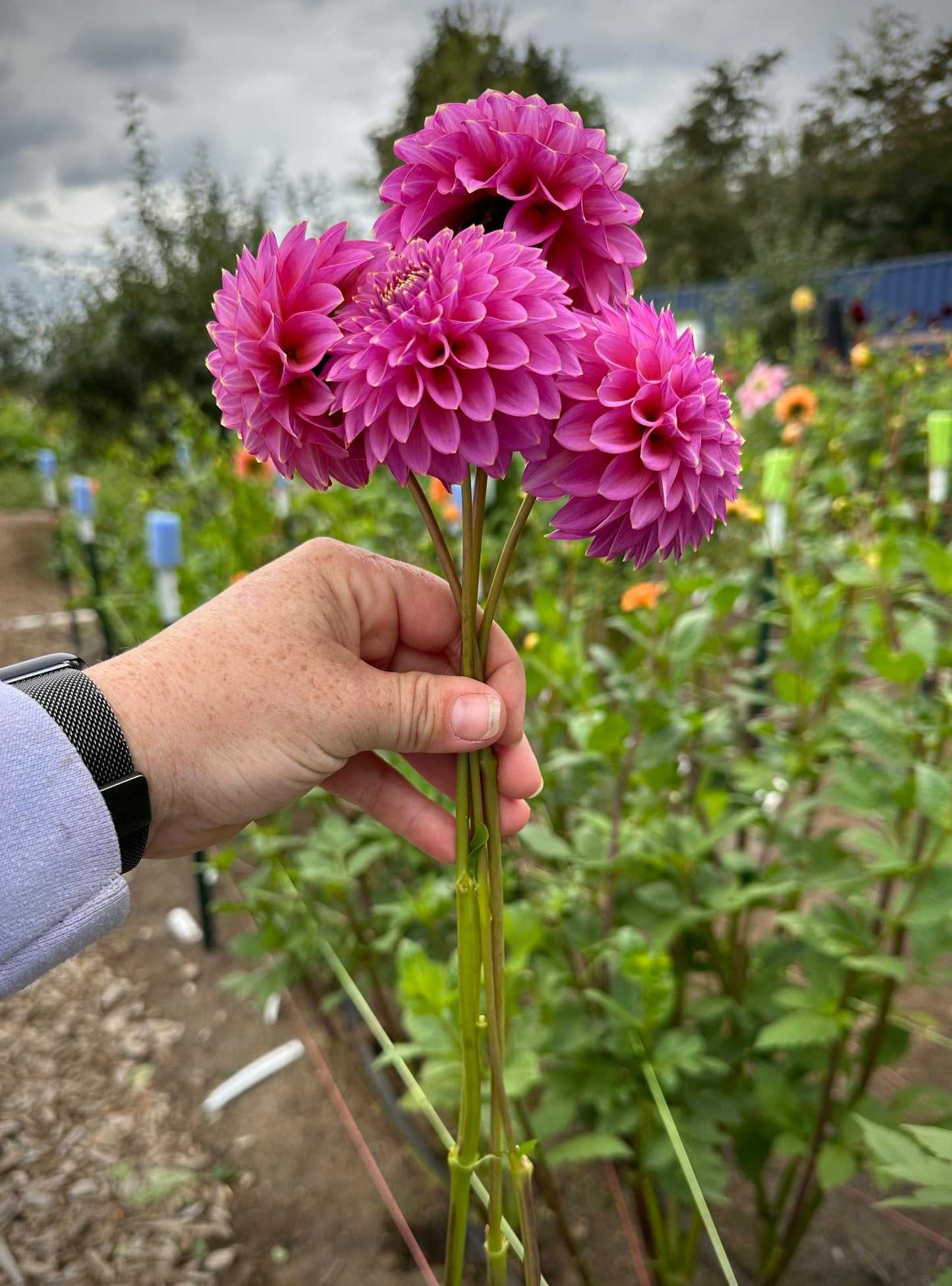 Skipley Spot of Gold