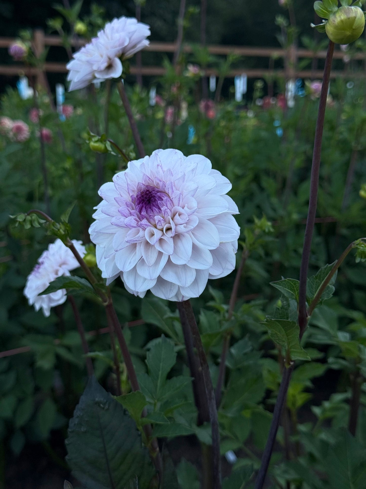 Lee’s Unicorn Eye Rooted Cutting