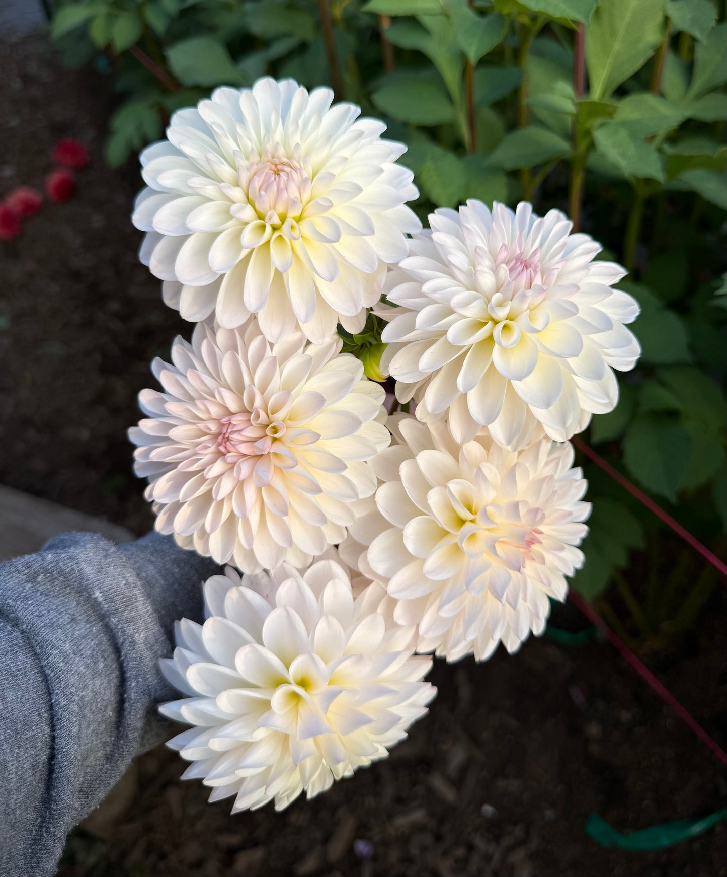 Tahoma Stellar Feller