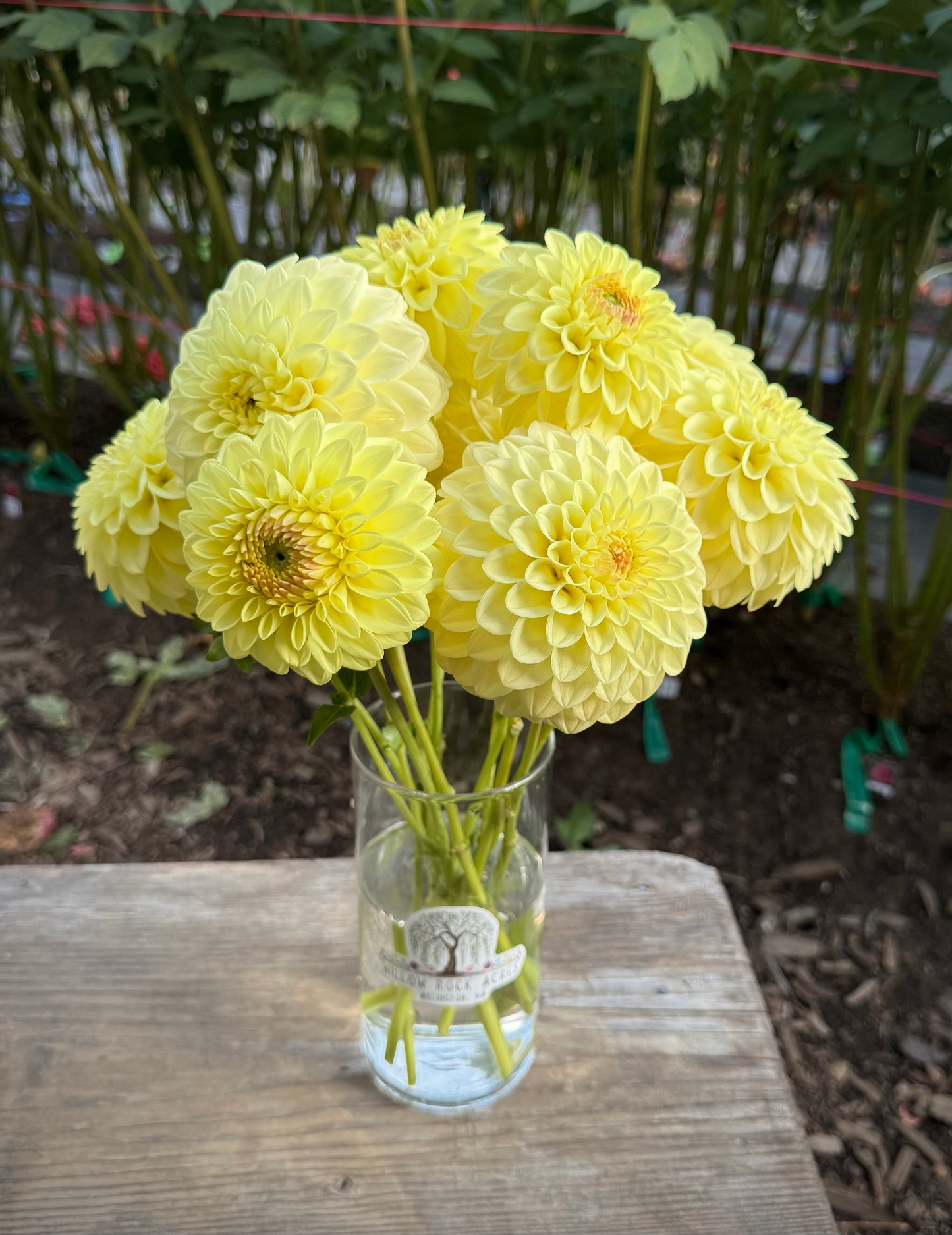 Lee’s Primrose Darling