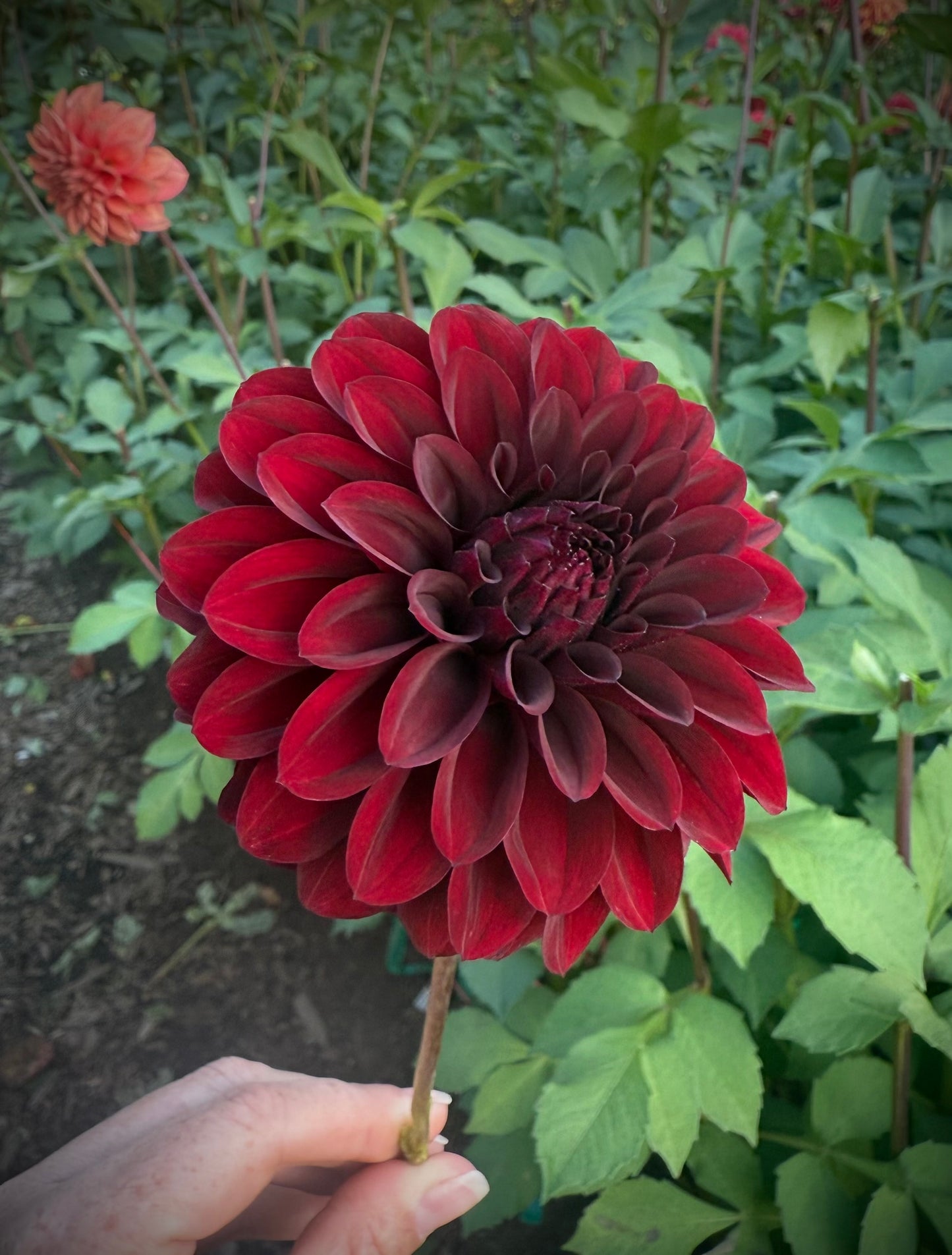 Kennedy Hill Black Capps