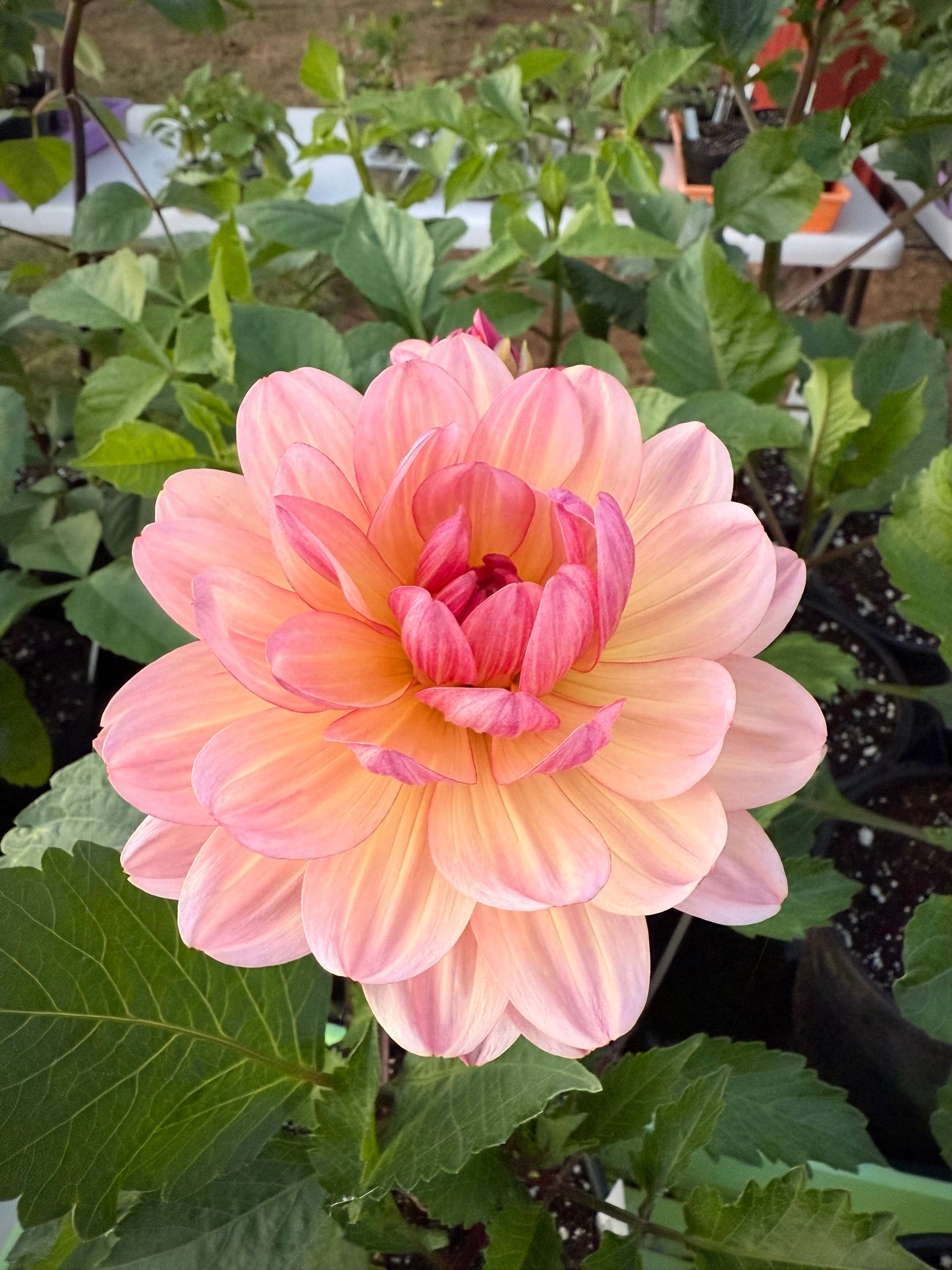 Sandia Bliss Rooted Cutting