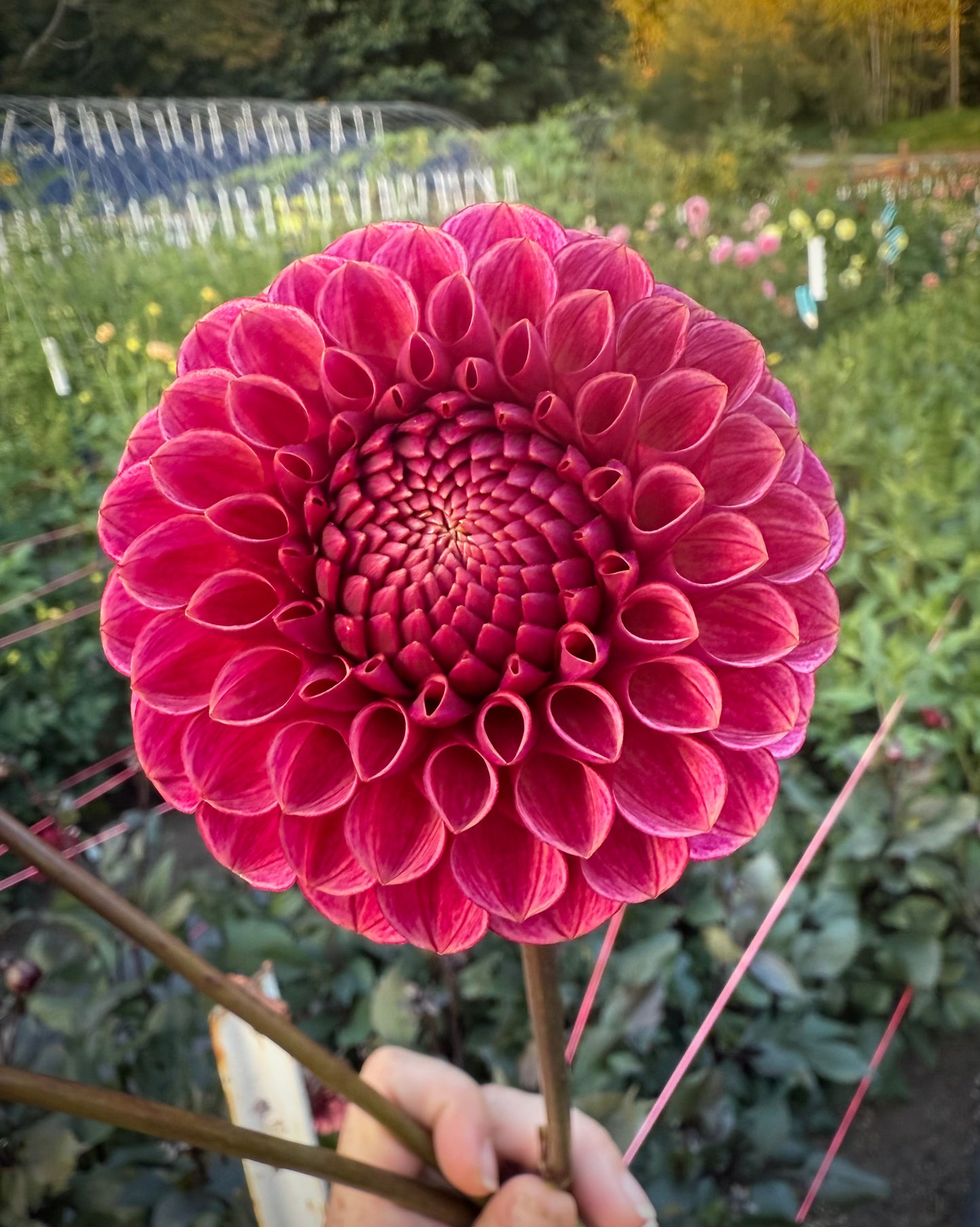 Levi’s Crimson Dawn