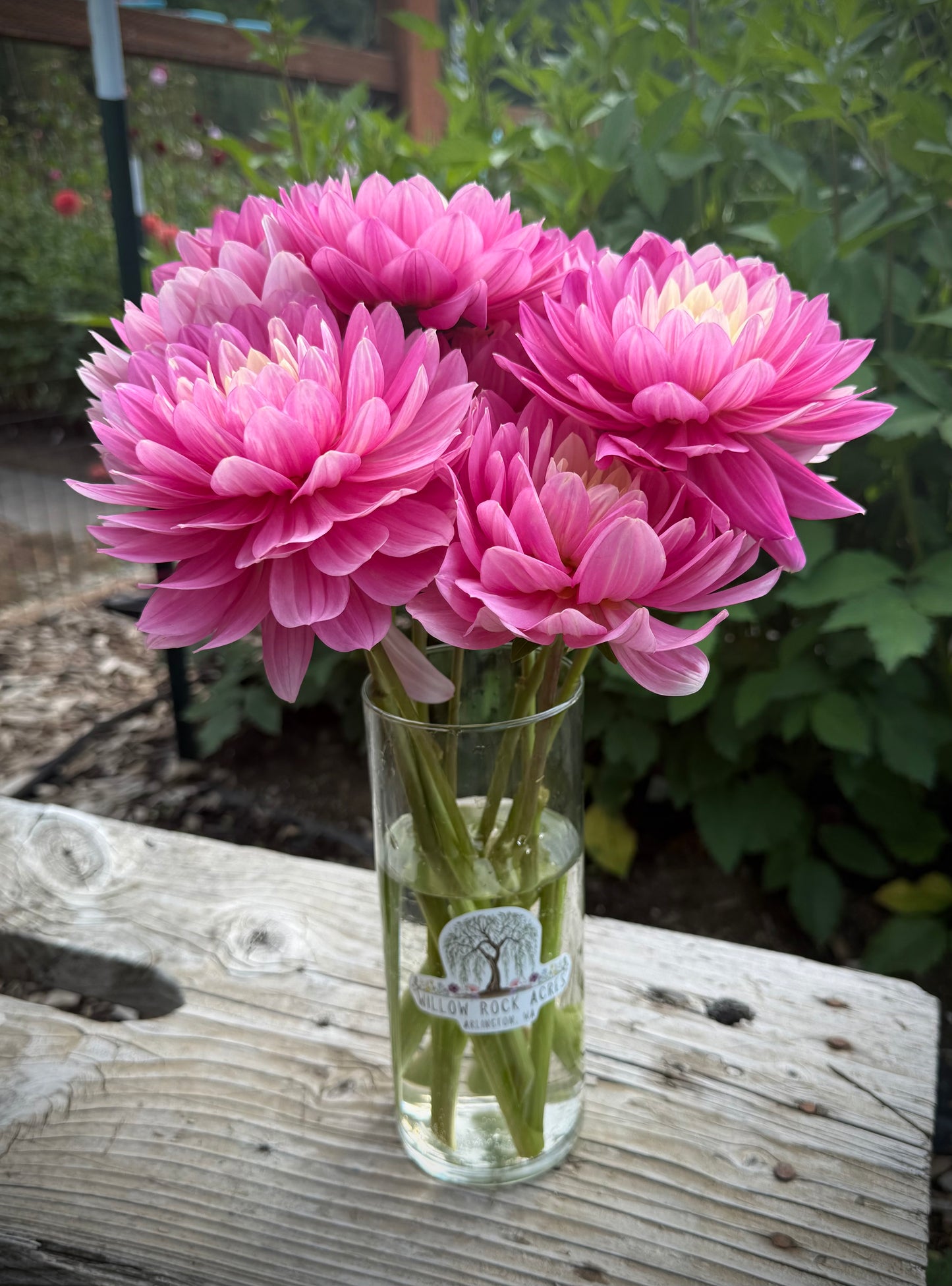 Hollyhill Pink Martini