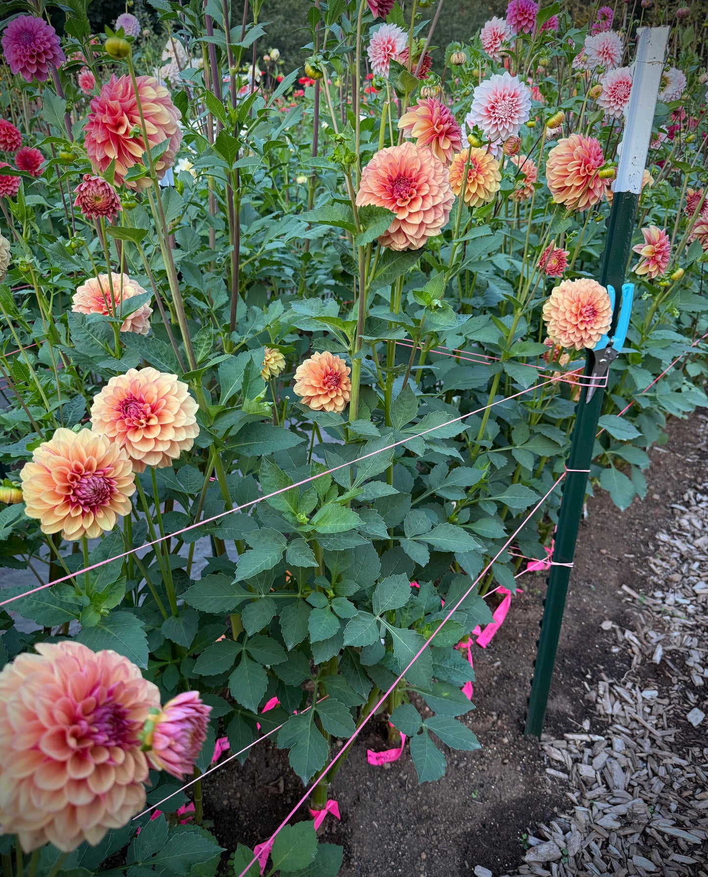 Lee’s Golden Raspberry