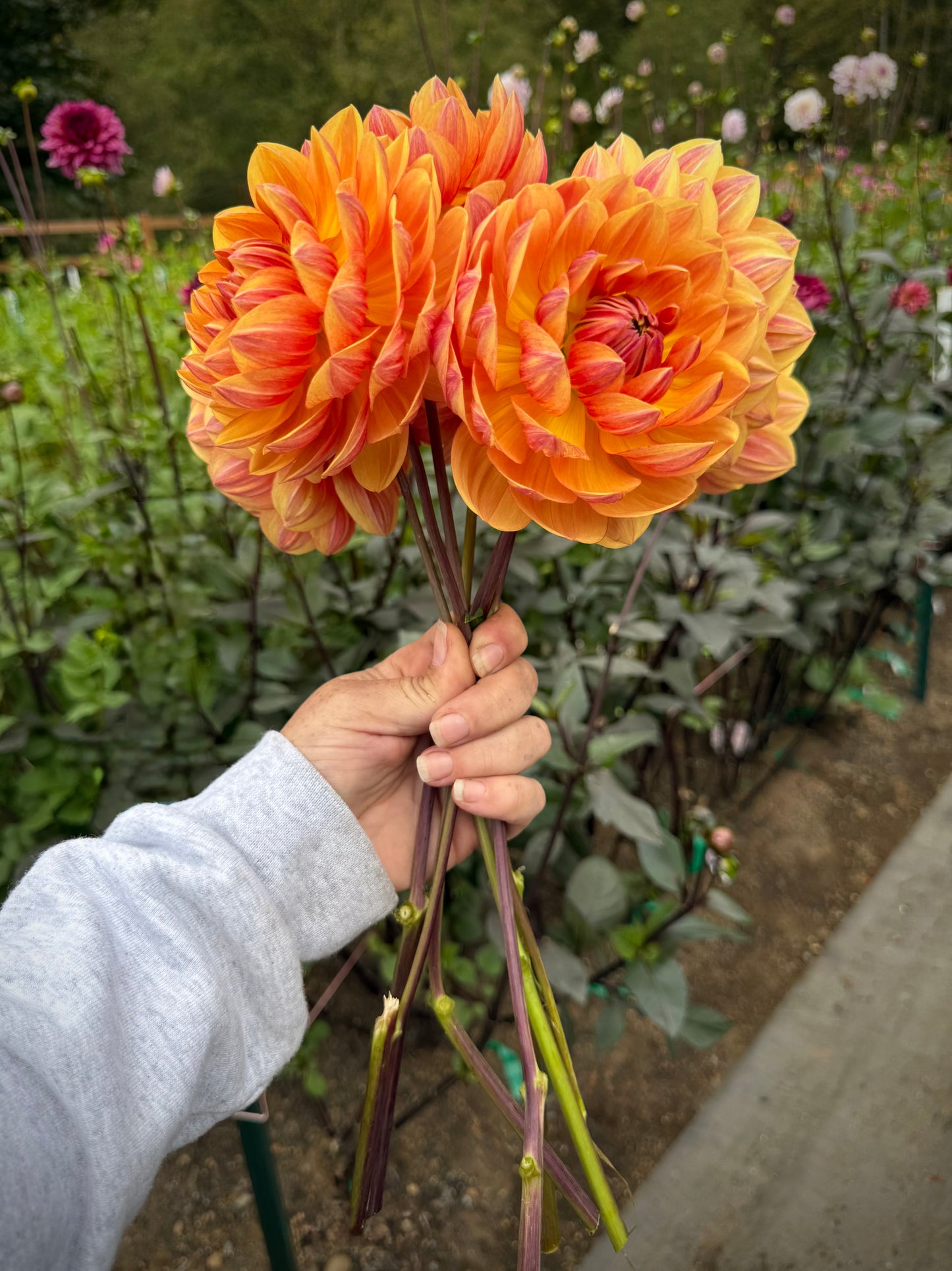 Hollyhill Golden Glow Rooted Cutting