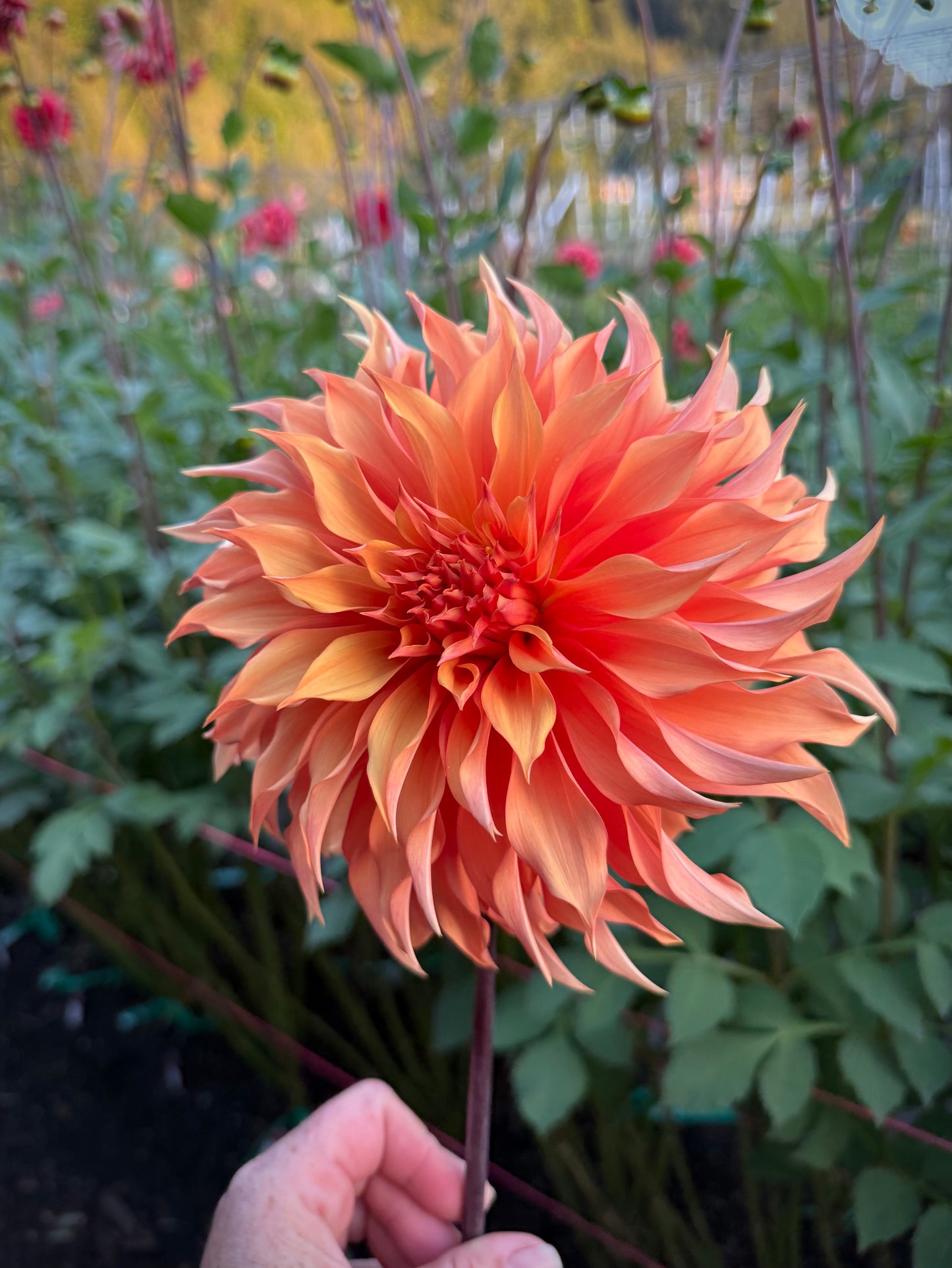 Bloomquist Snickerdoodle