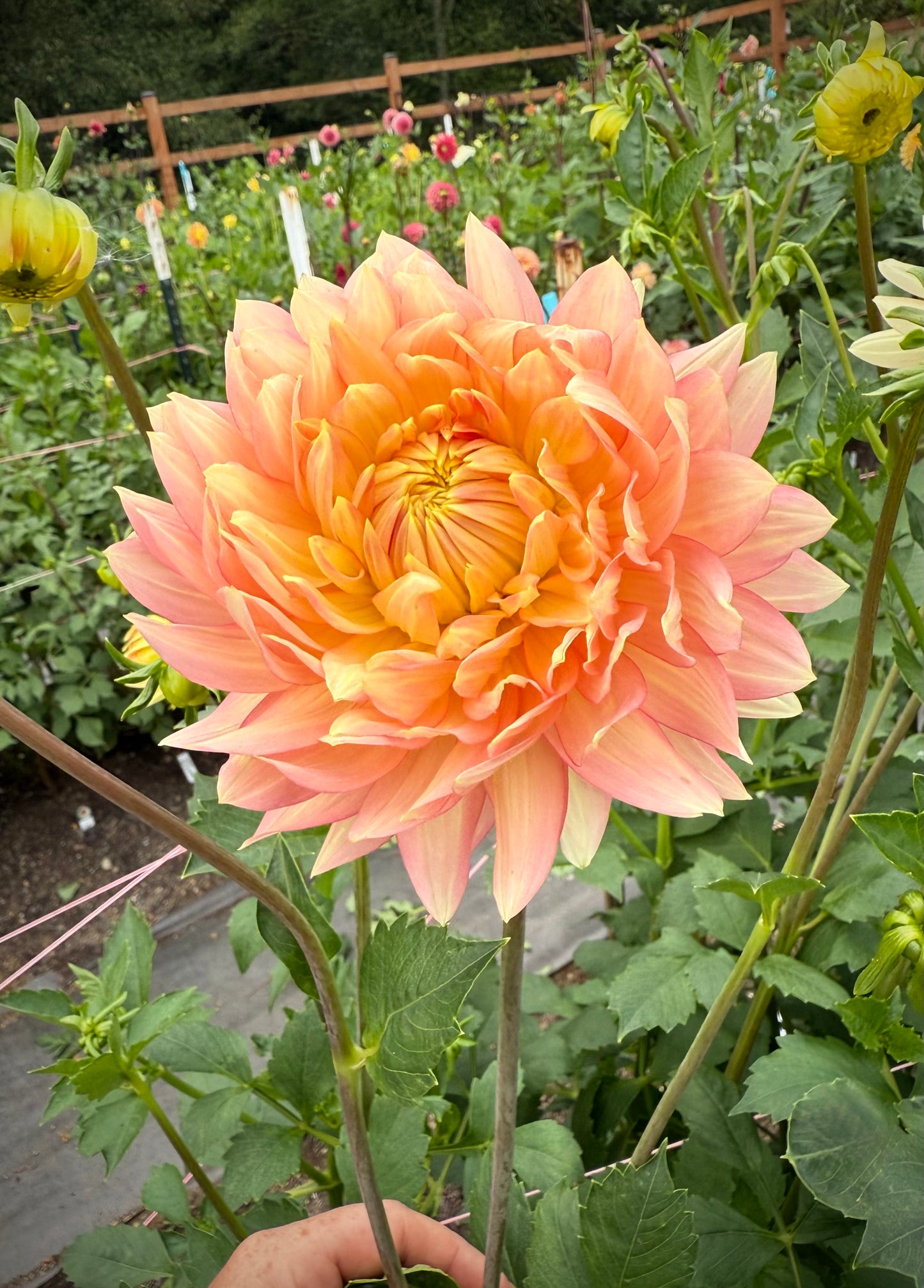 L Hazy Rooted Cutting