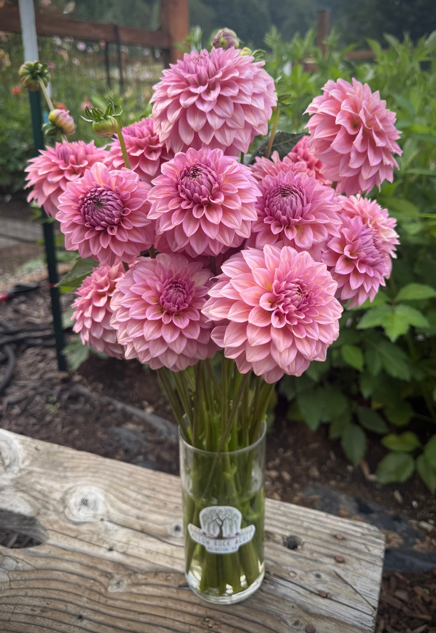 Levi’s Bubblegum Rooted Cutting