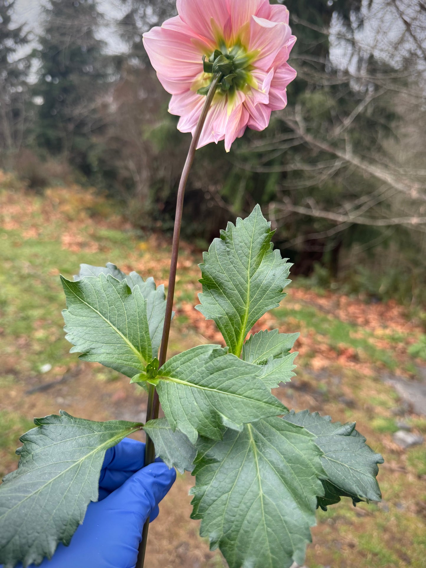 Formby Monarch Rooted Cutting