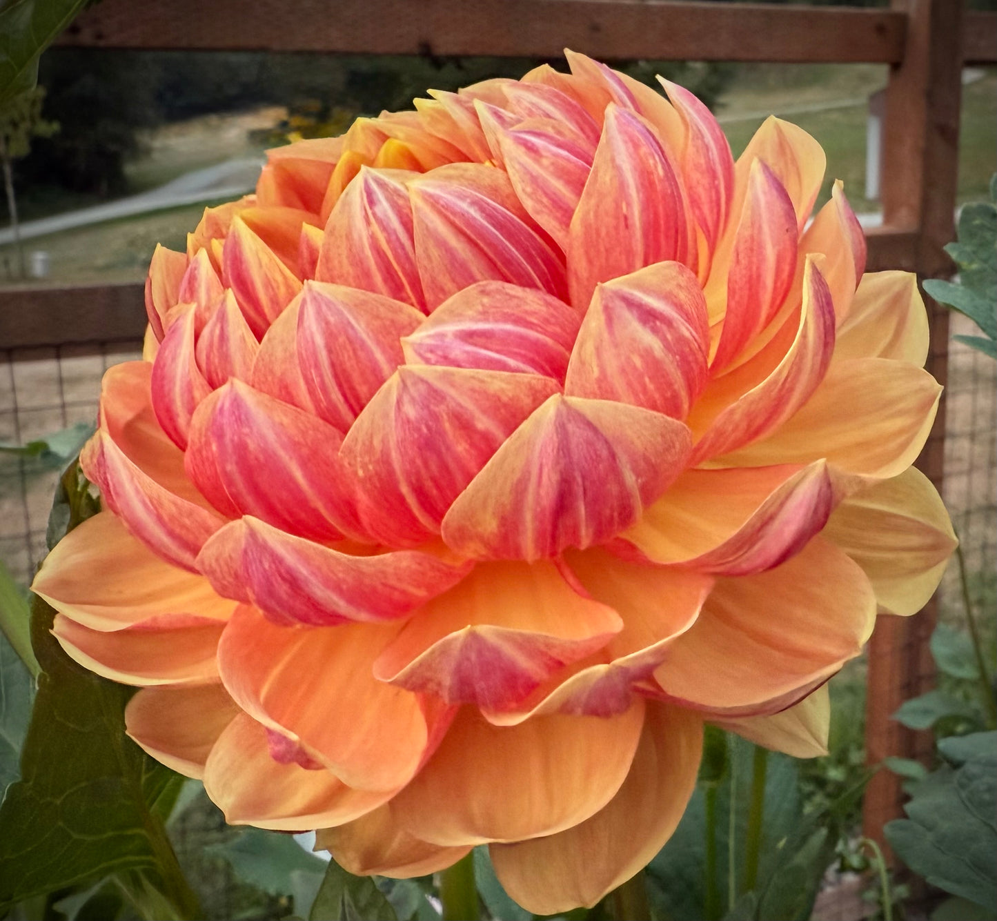 Hollyhill Golden Glow Rooted Cutting