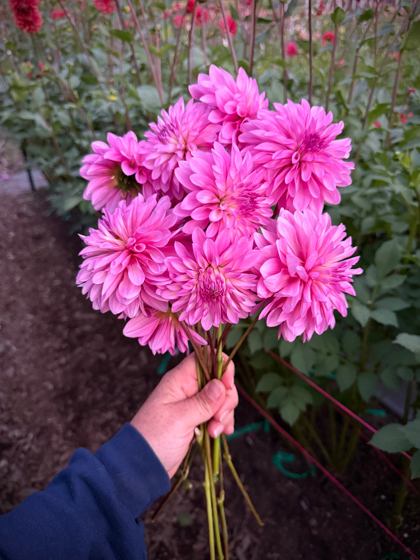 Bloomquist Fantastic