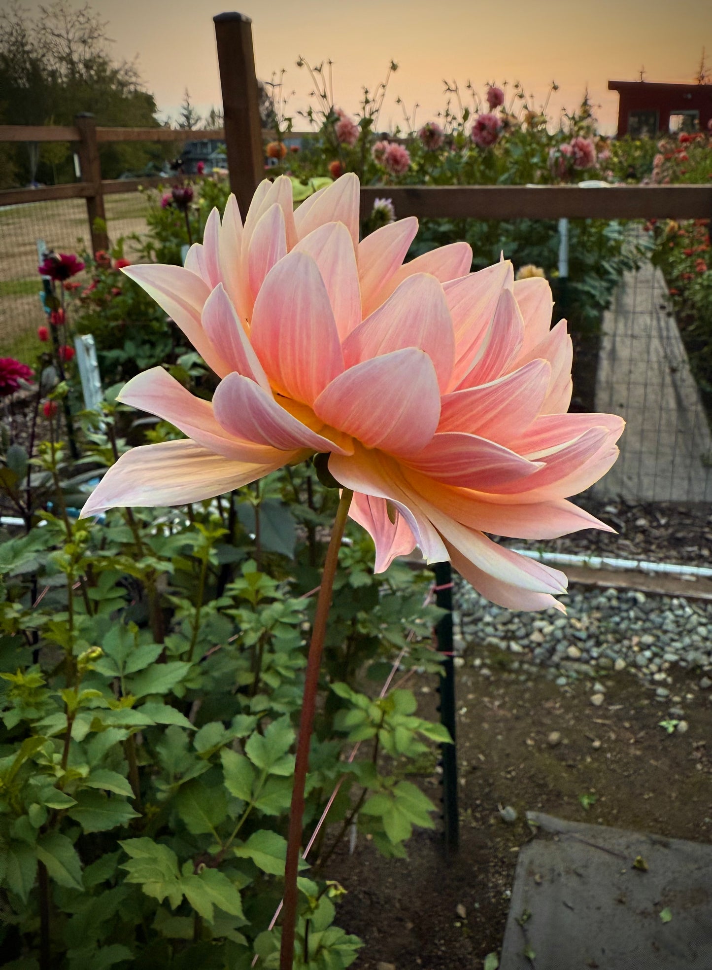 Lee’s Lotusland