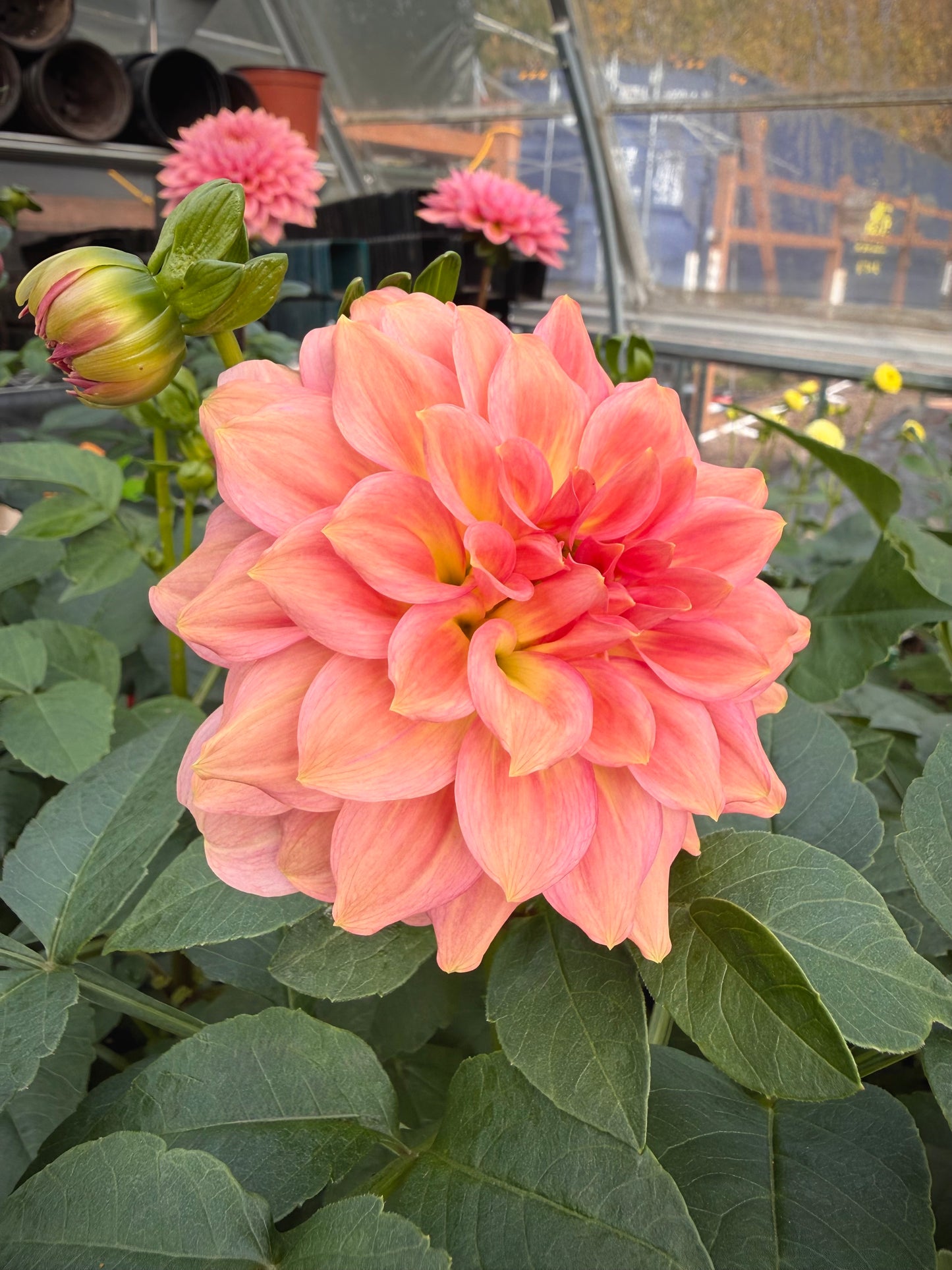 Levi’s Dreamwalk Rooted Cutting