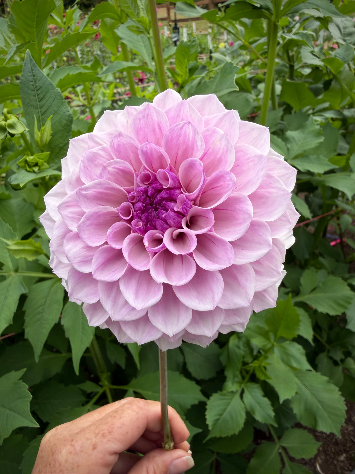 Jeff Bloom Potted Cutting