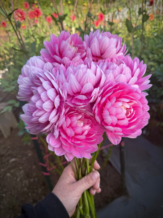 Hollyhill Pink Parfait Rooted Cutting