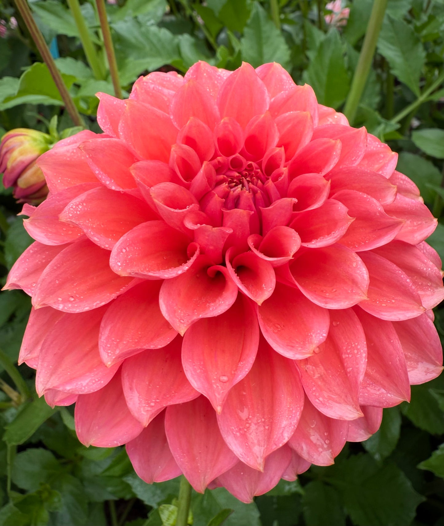 RM Pink Sugar Rooted Cutting