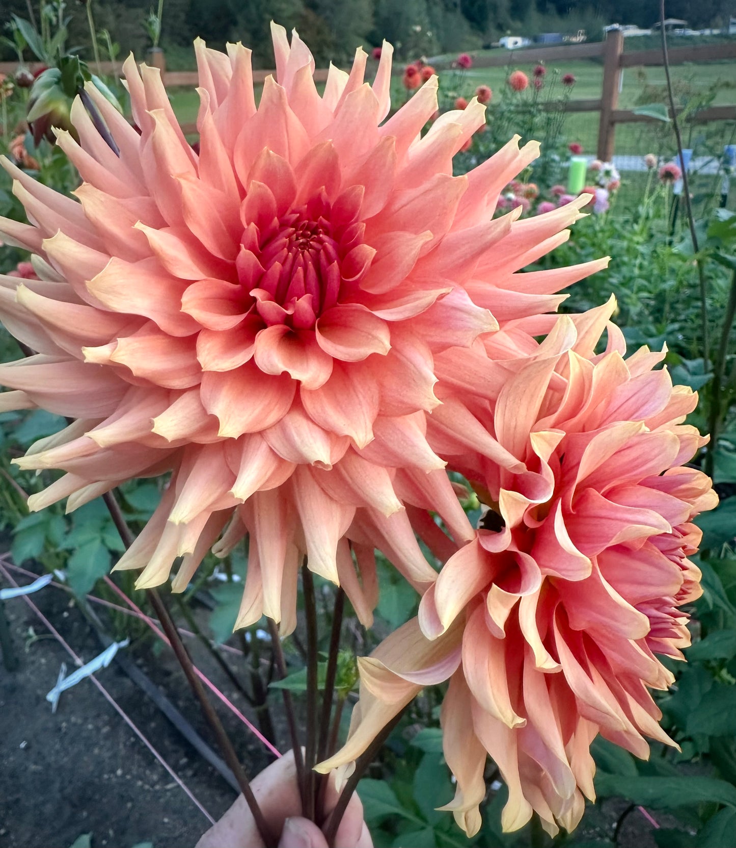 Terracotta