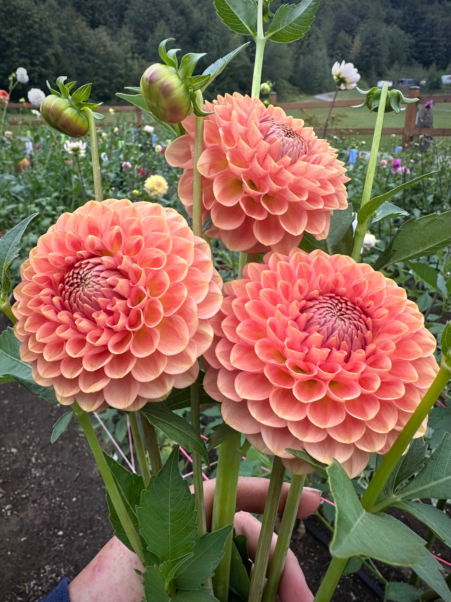 20th Ave Softer Peach