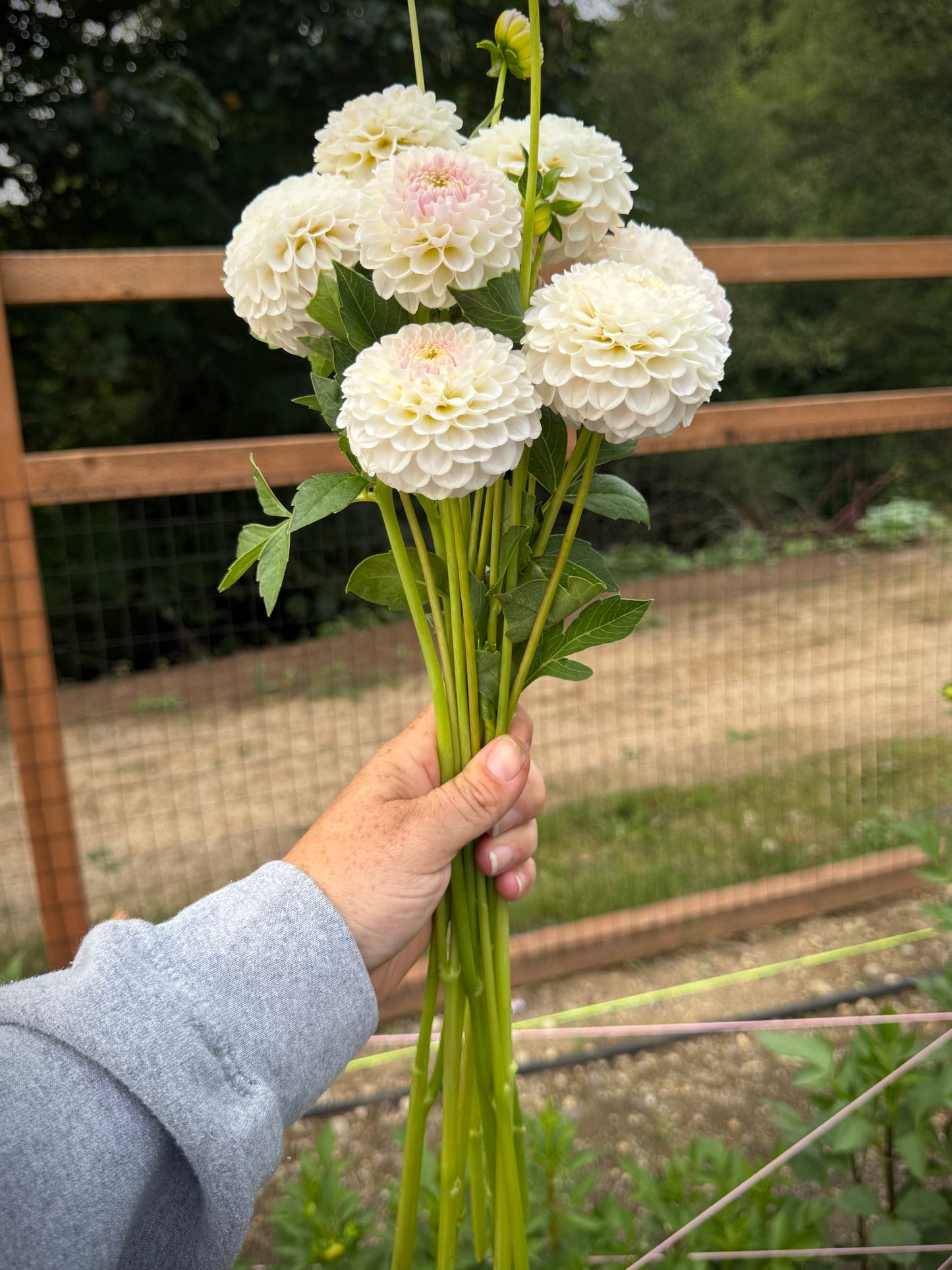 Hapet Barbie Rooted Cutting