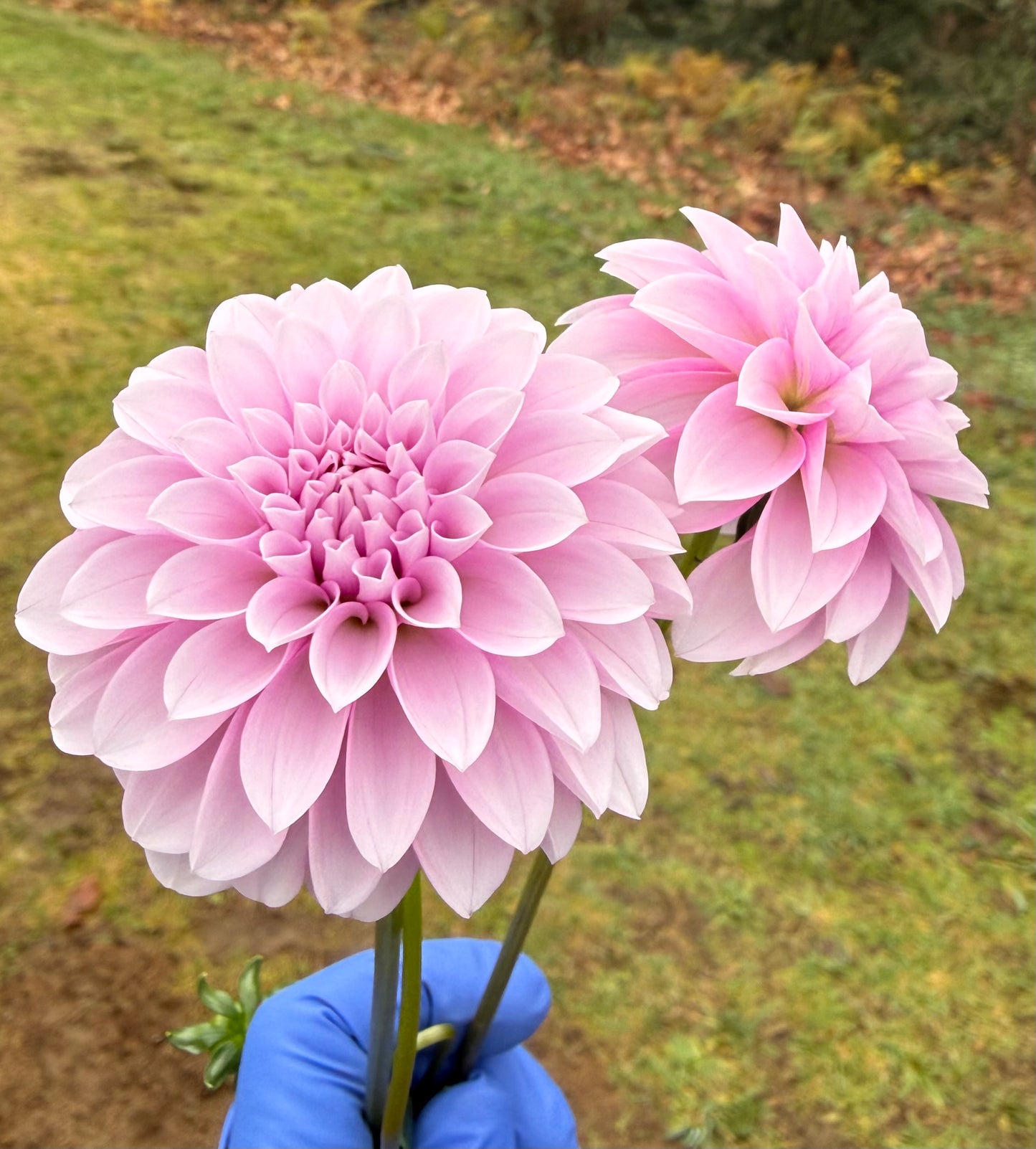 Levi’s Confessor Rooted Cutting