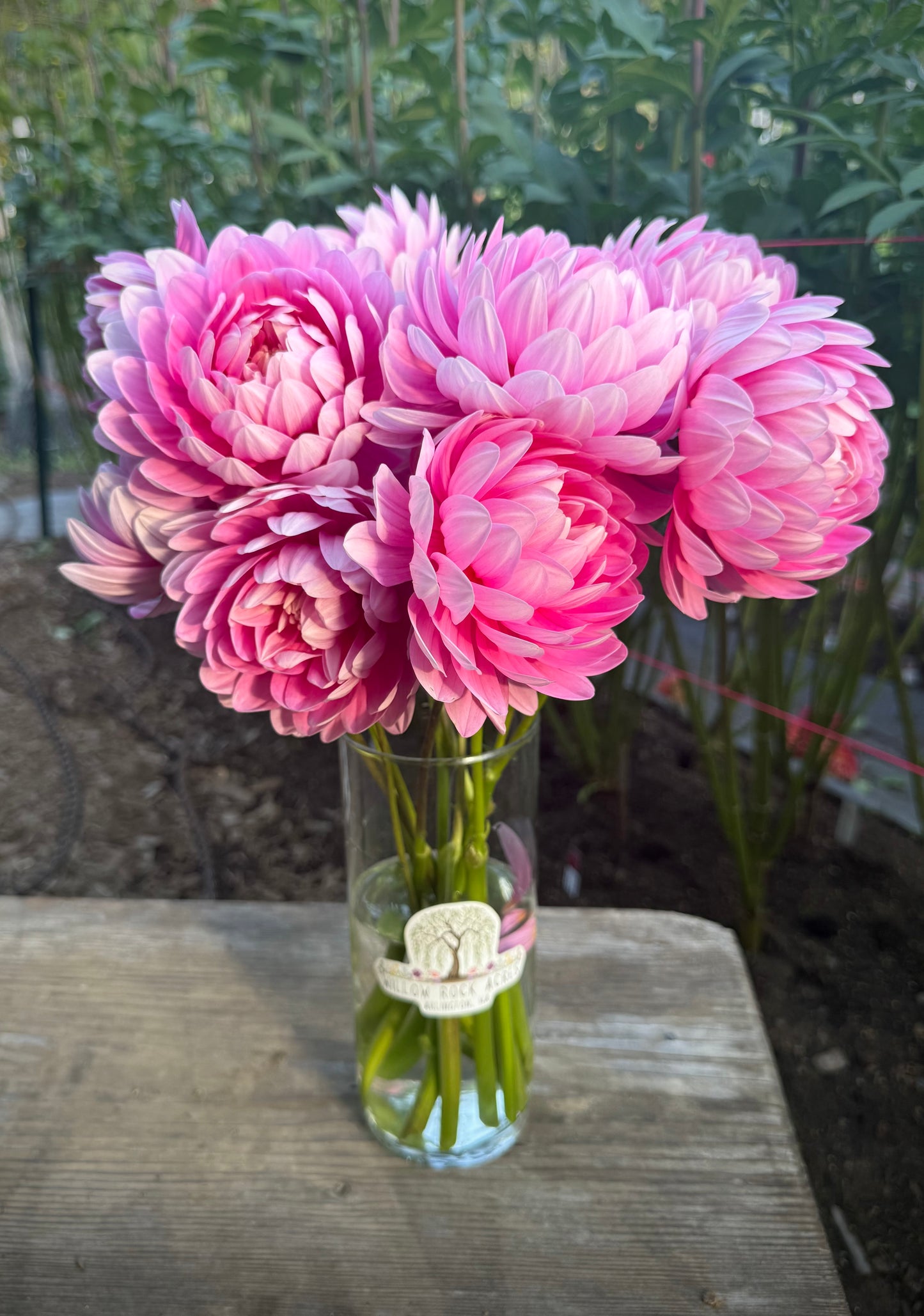 Hollyhill Pink Parfait Rooted Cutting