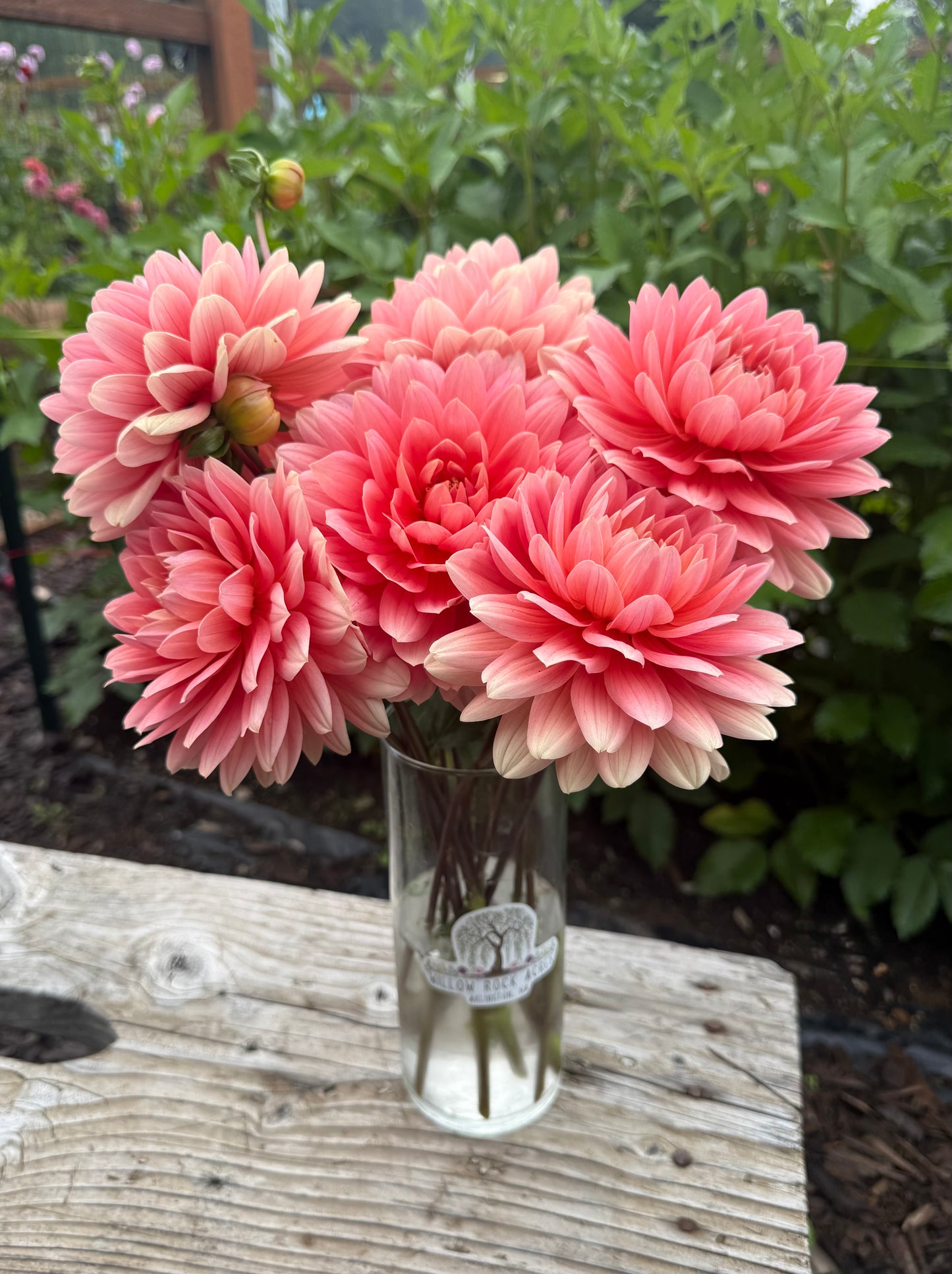 Carolina Wagemans Rooted Cutting
