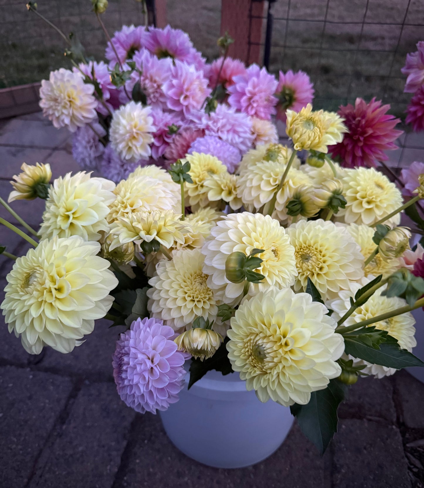Lee’s Primrose Darling