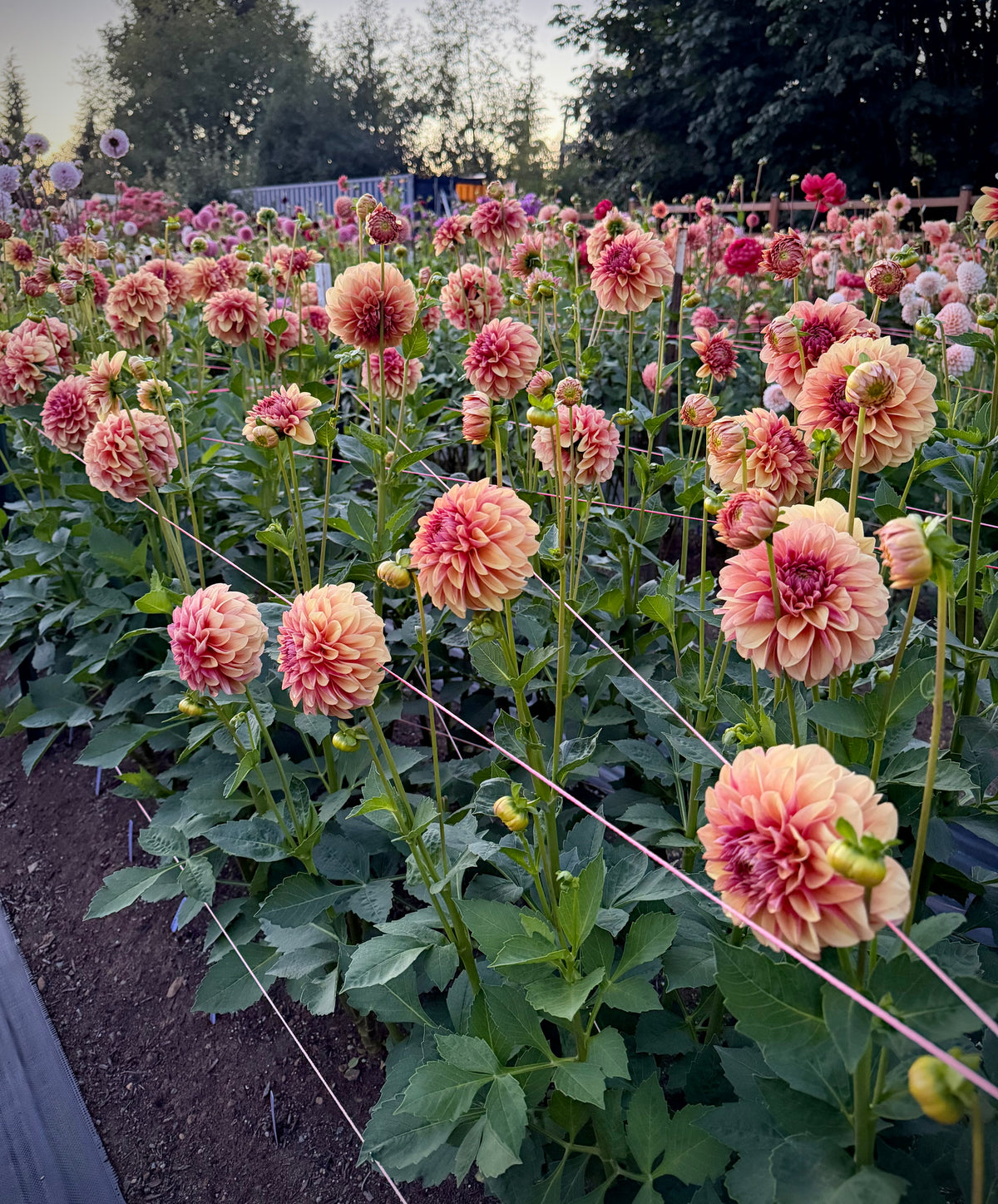 Lee’s Golden Raspberry