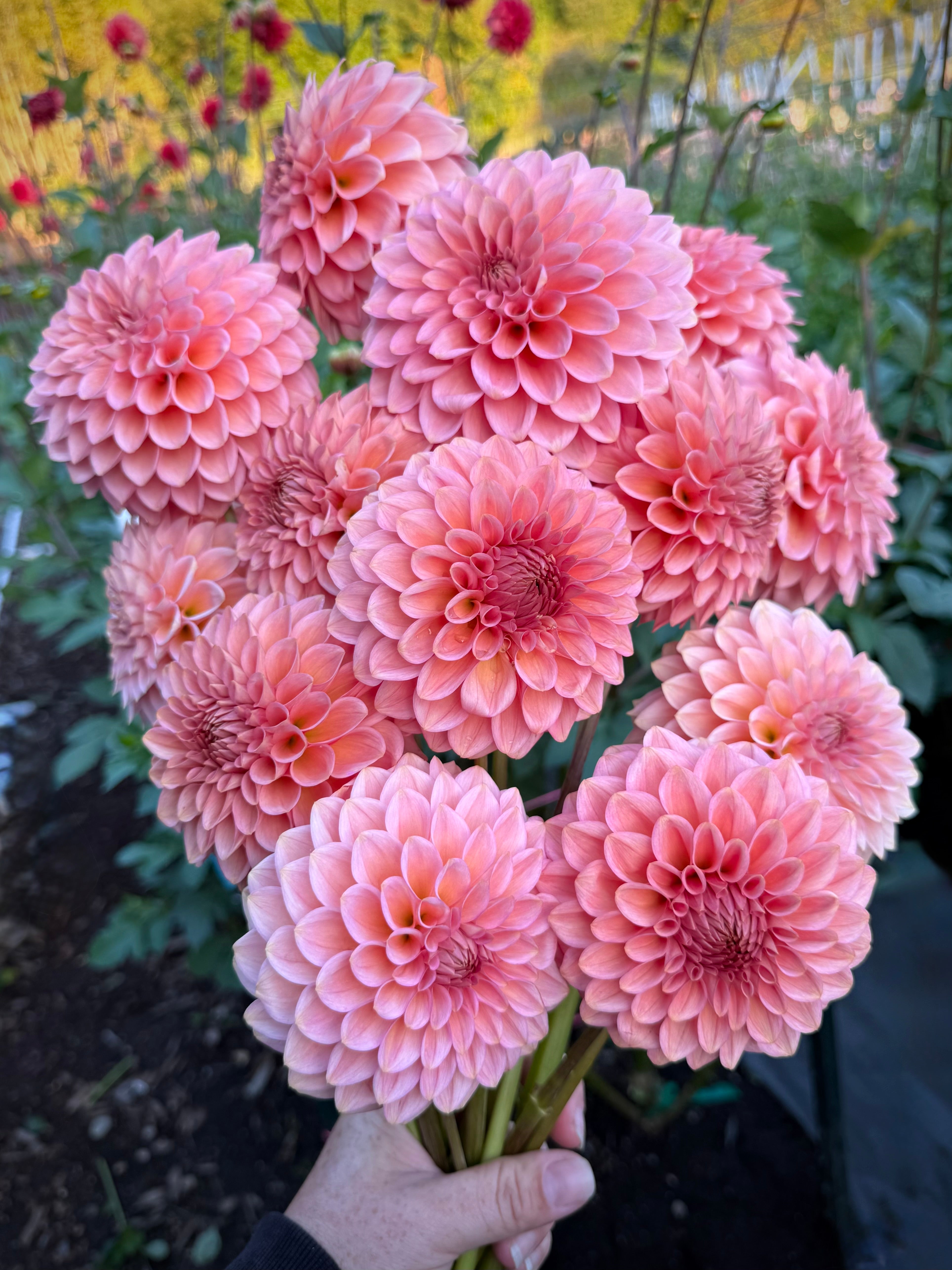 20th Avenue Pink Cloud – Willow Rock Acres