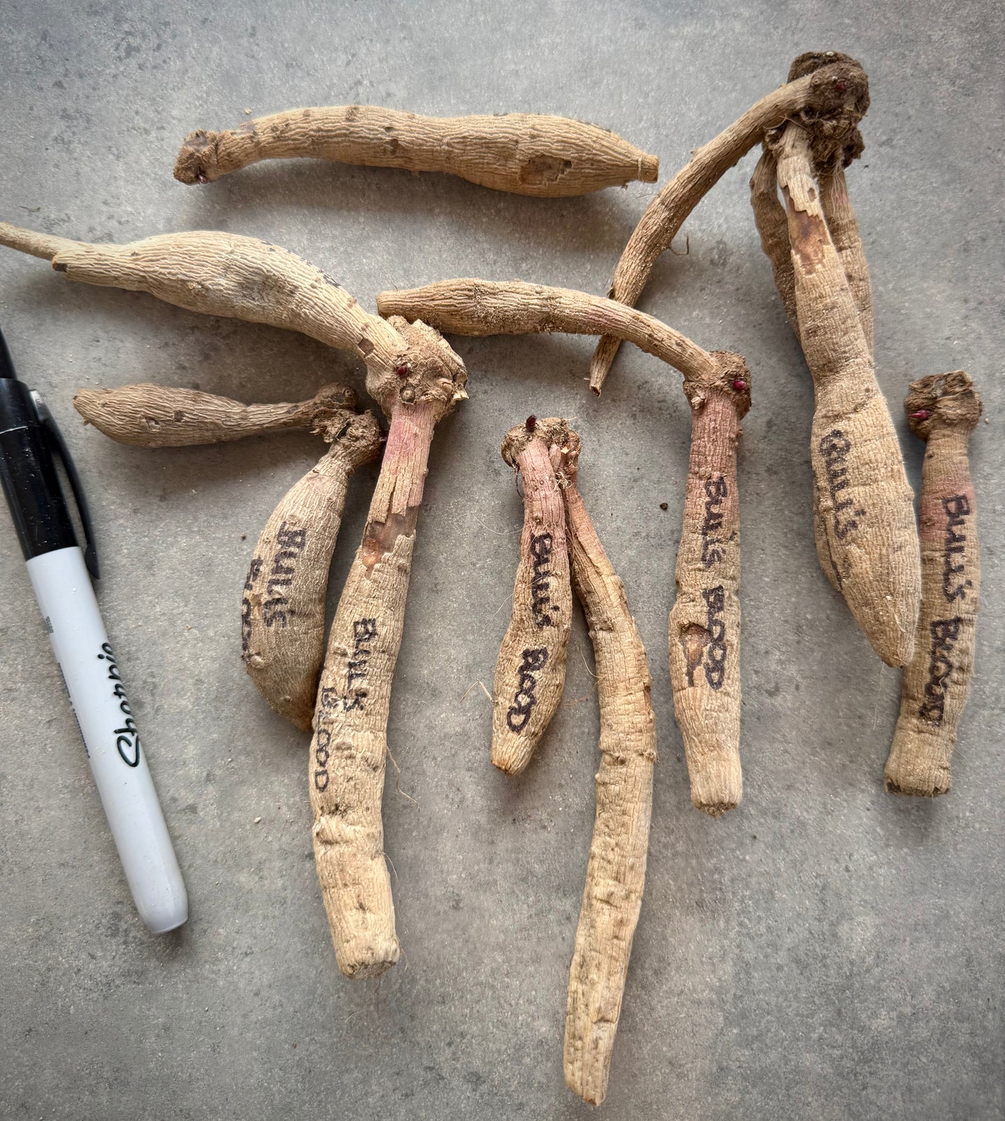 Bull’s Blood (B Grade Tuber)