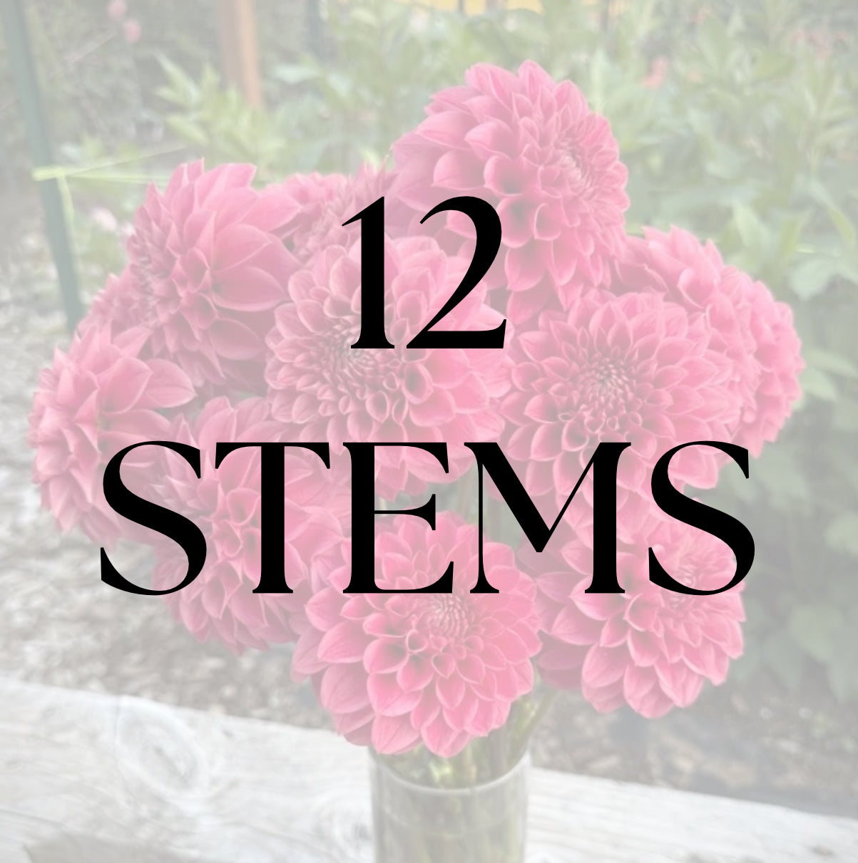 12 Stems