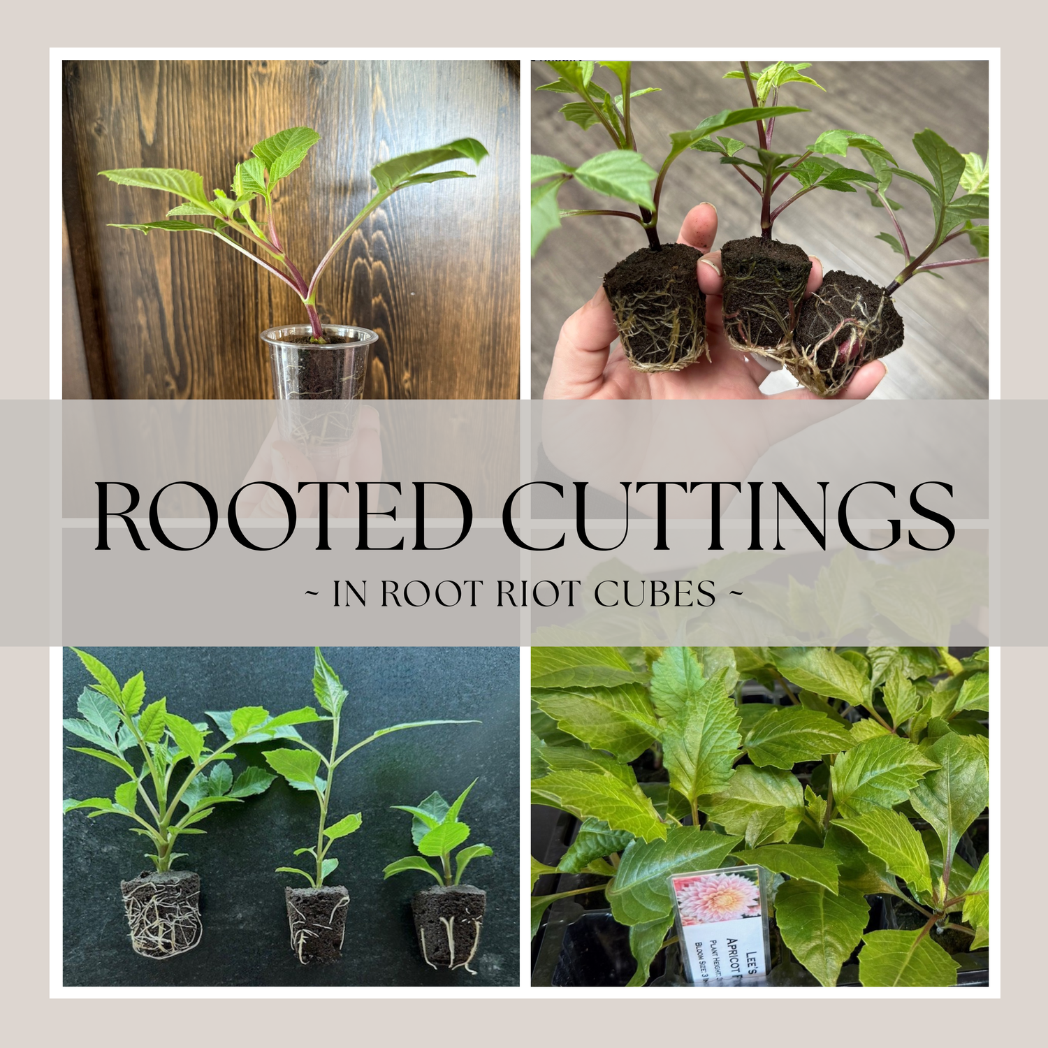 Rooted Dahlia Cuttings