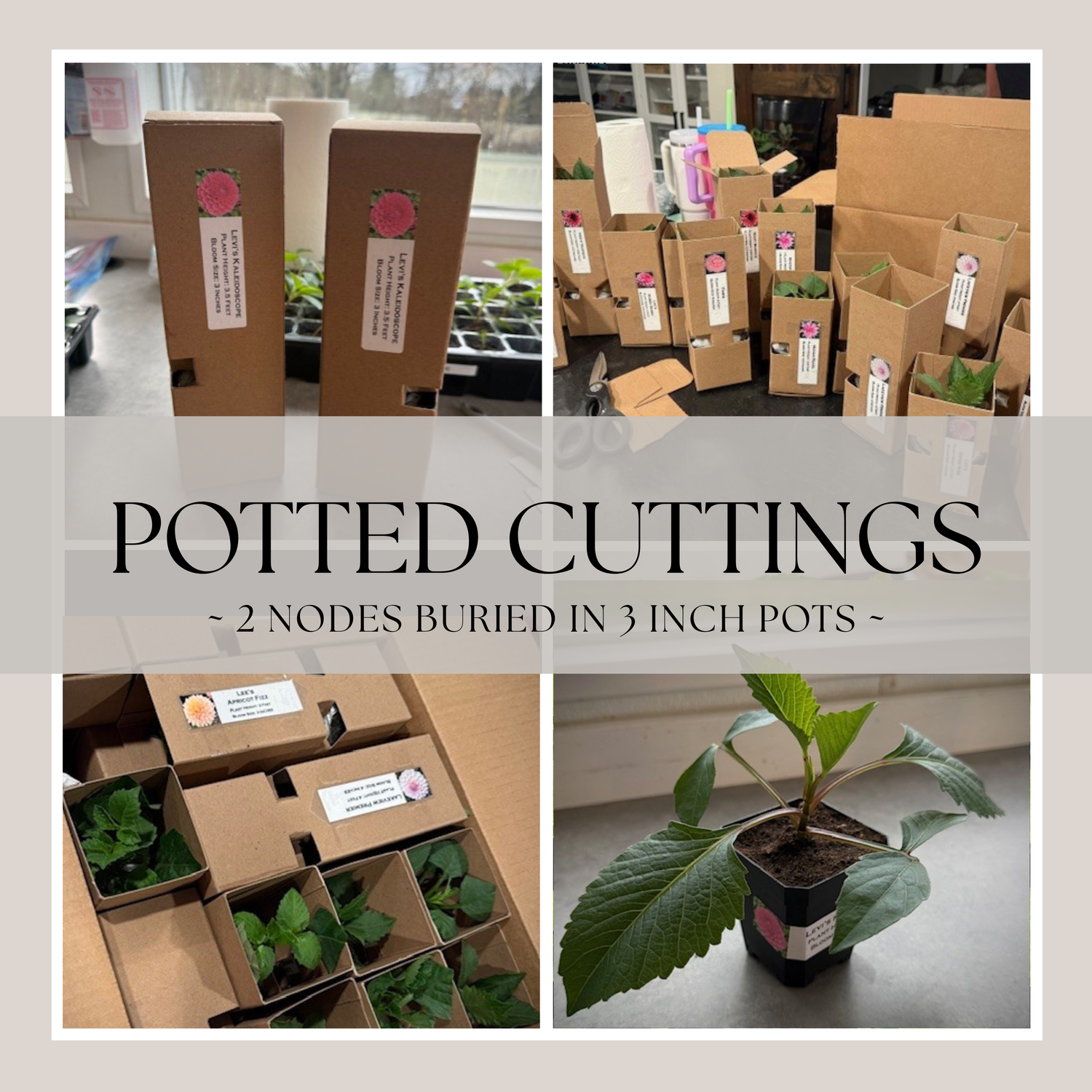 Potted Cuttings