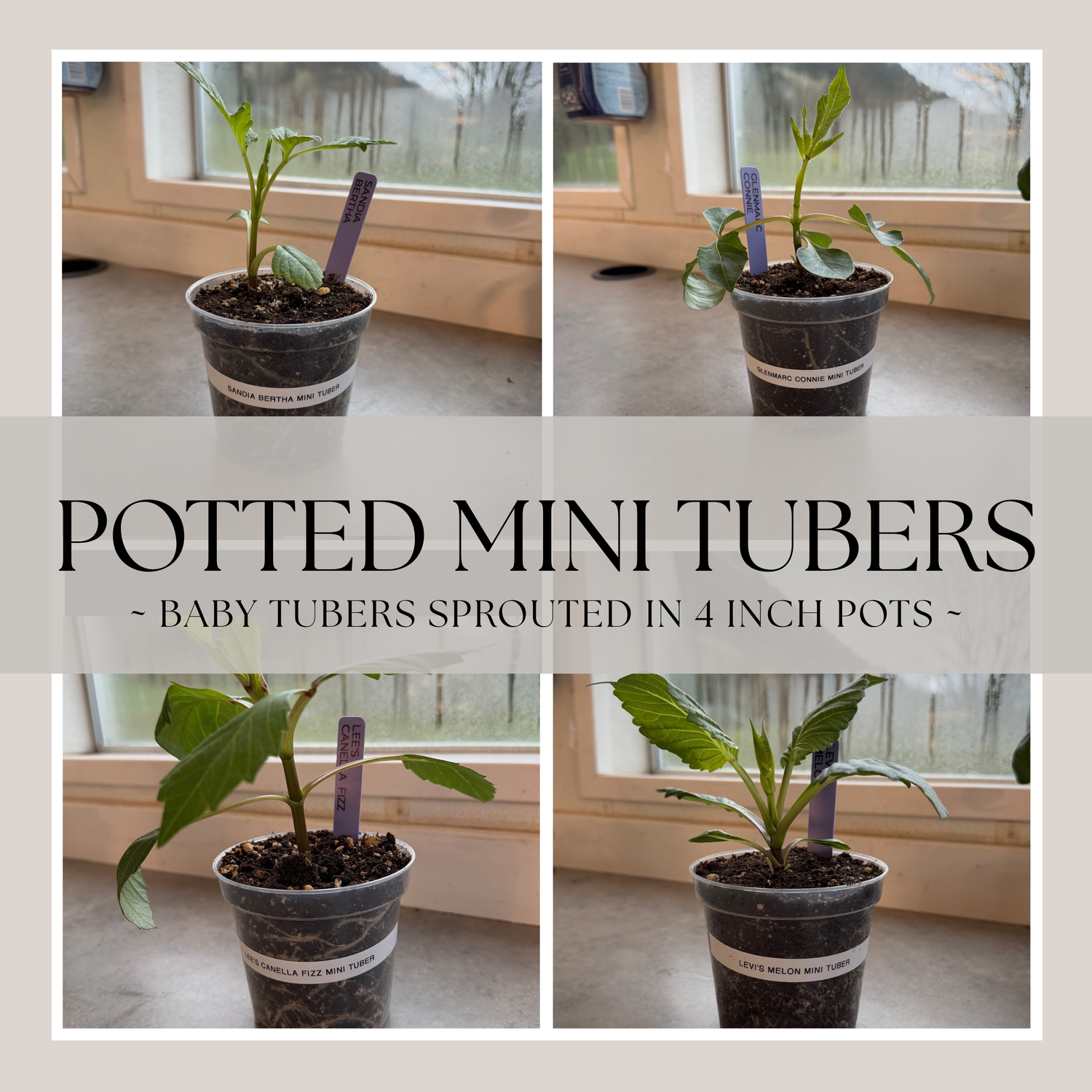 Potted Mini Tubers