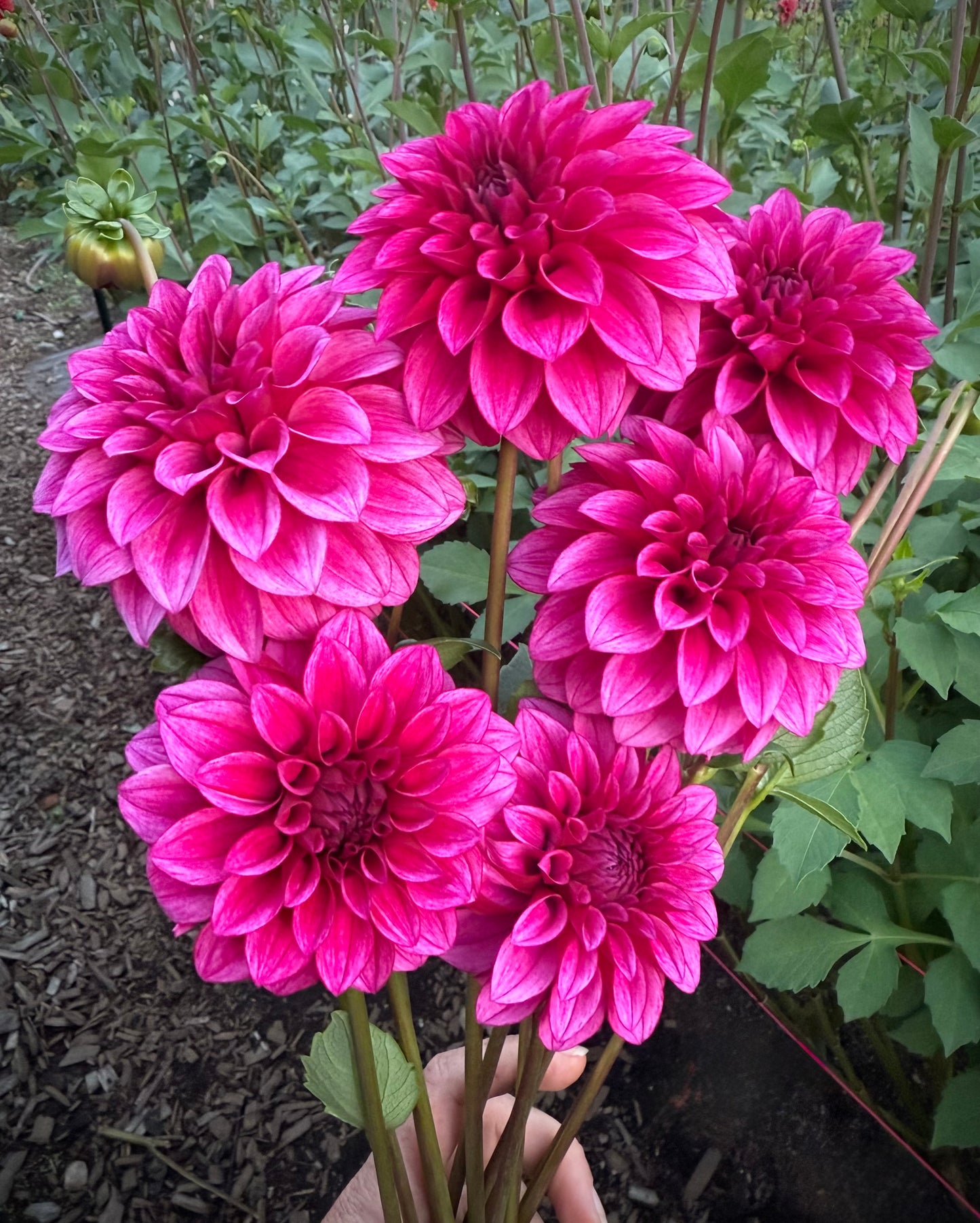 RM Berry Bliss Rooted Cutting