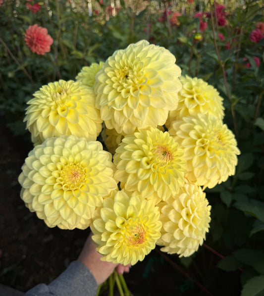 Lee’s Primrose Darling