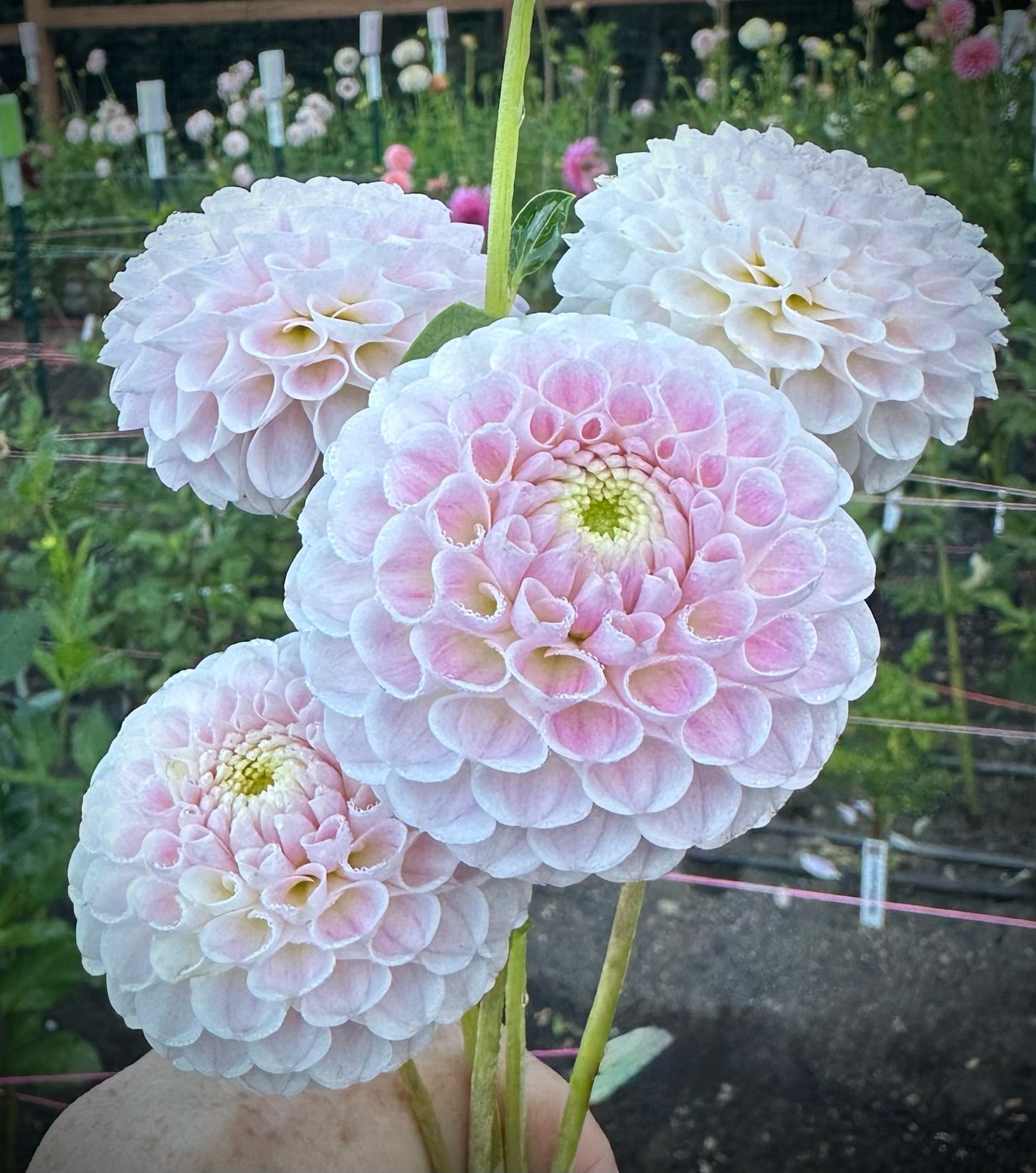 Hapet Barbie Rooted Cutting