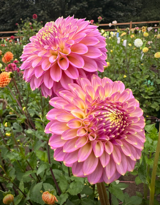 Skipley Spot of Gold