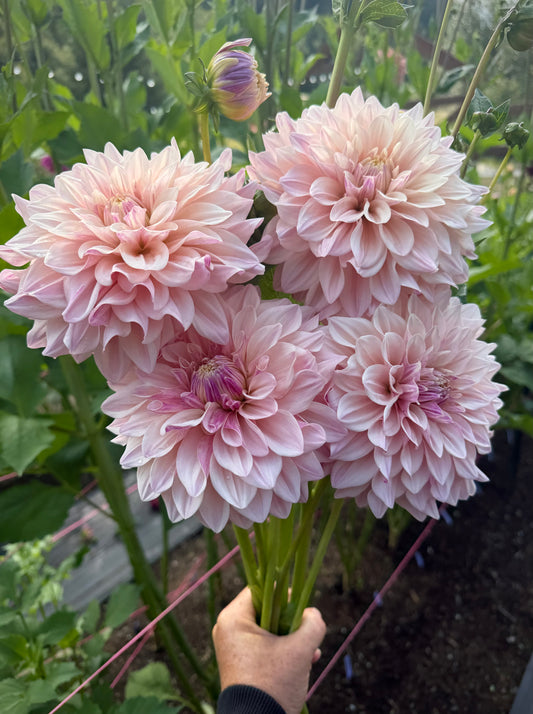 Florelie Antique Potted Cutting