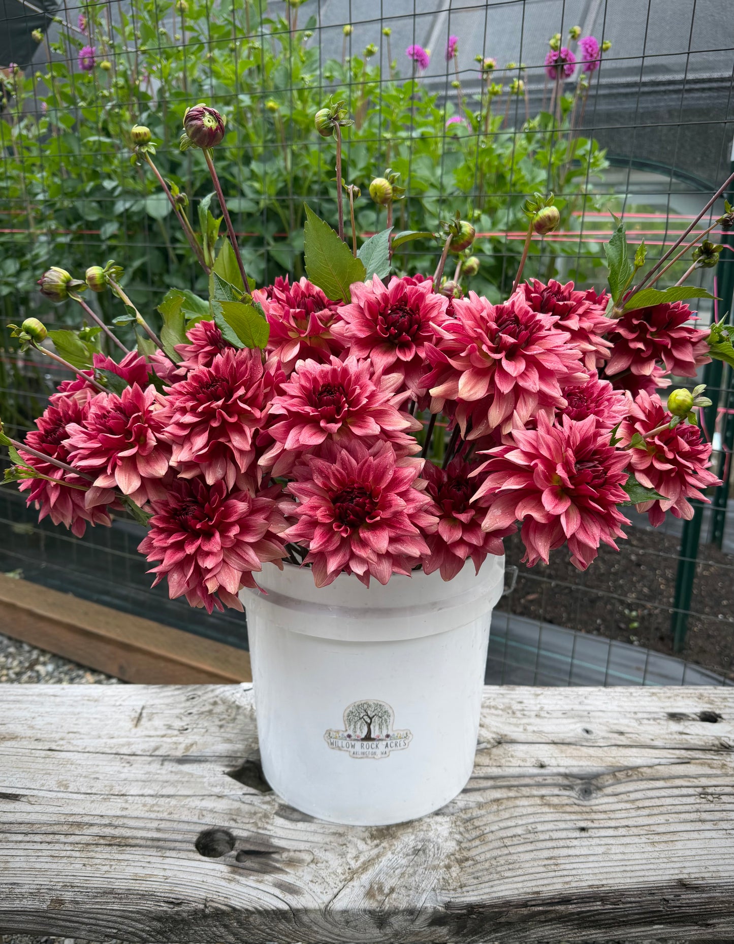 Starlit Russet Potted Cutting