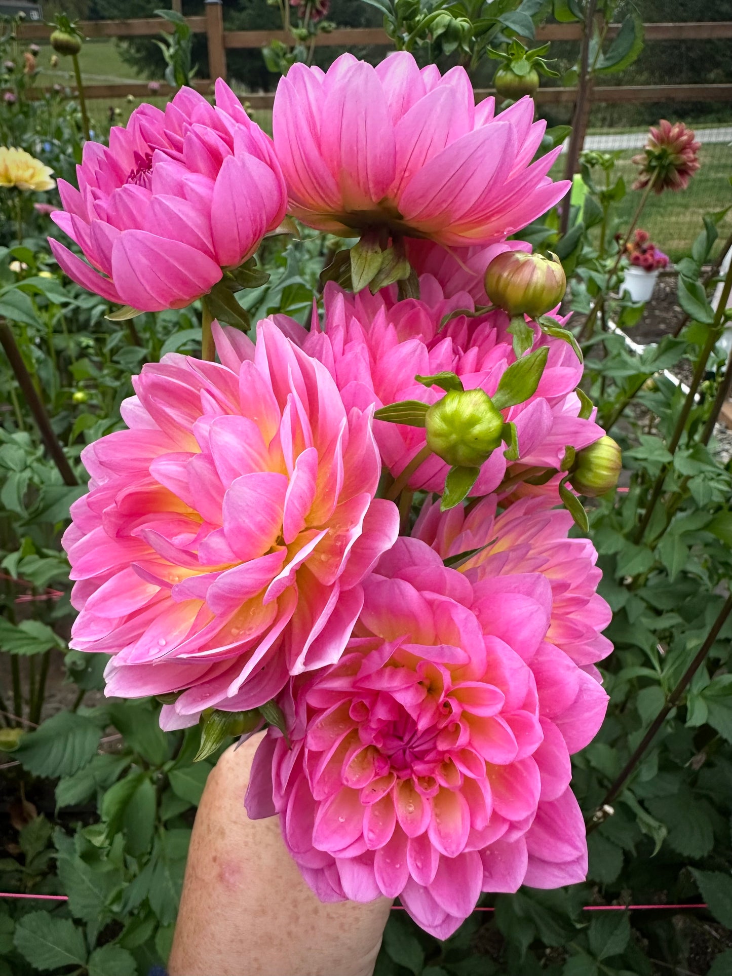 Ruthie G (B Grade Tuber)