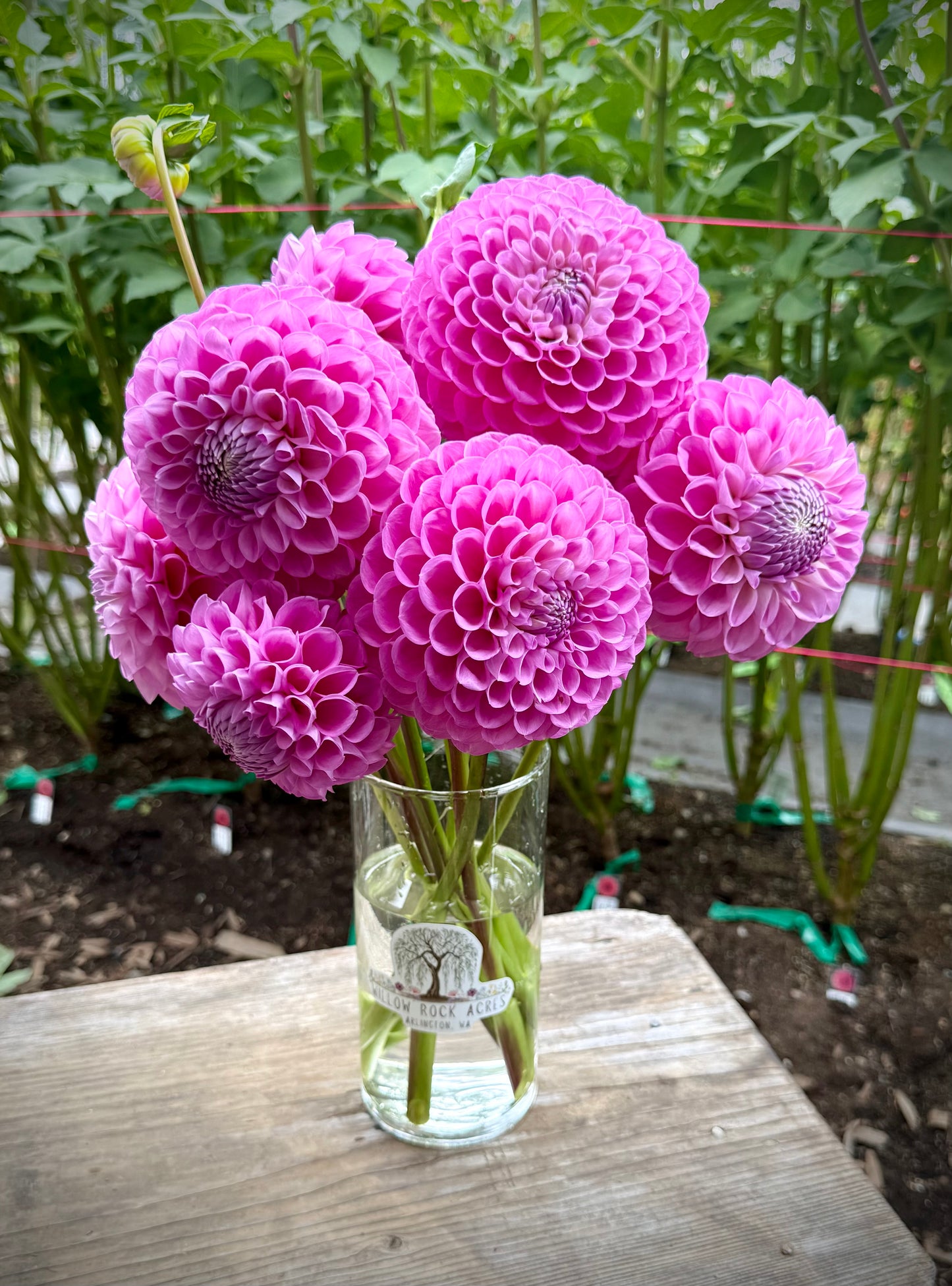 20th Avenue Old Major