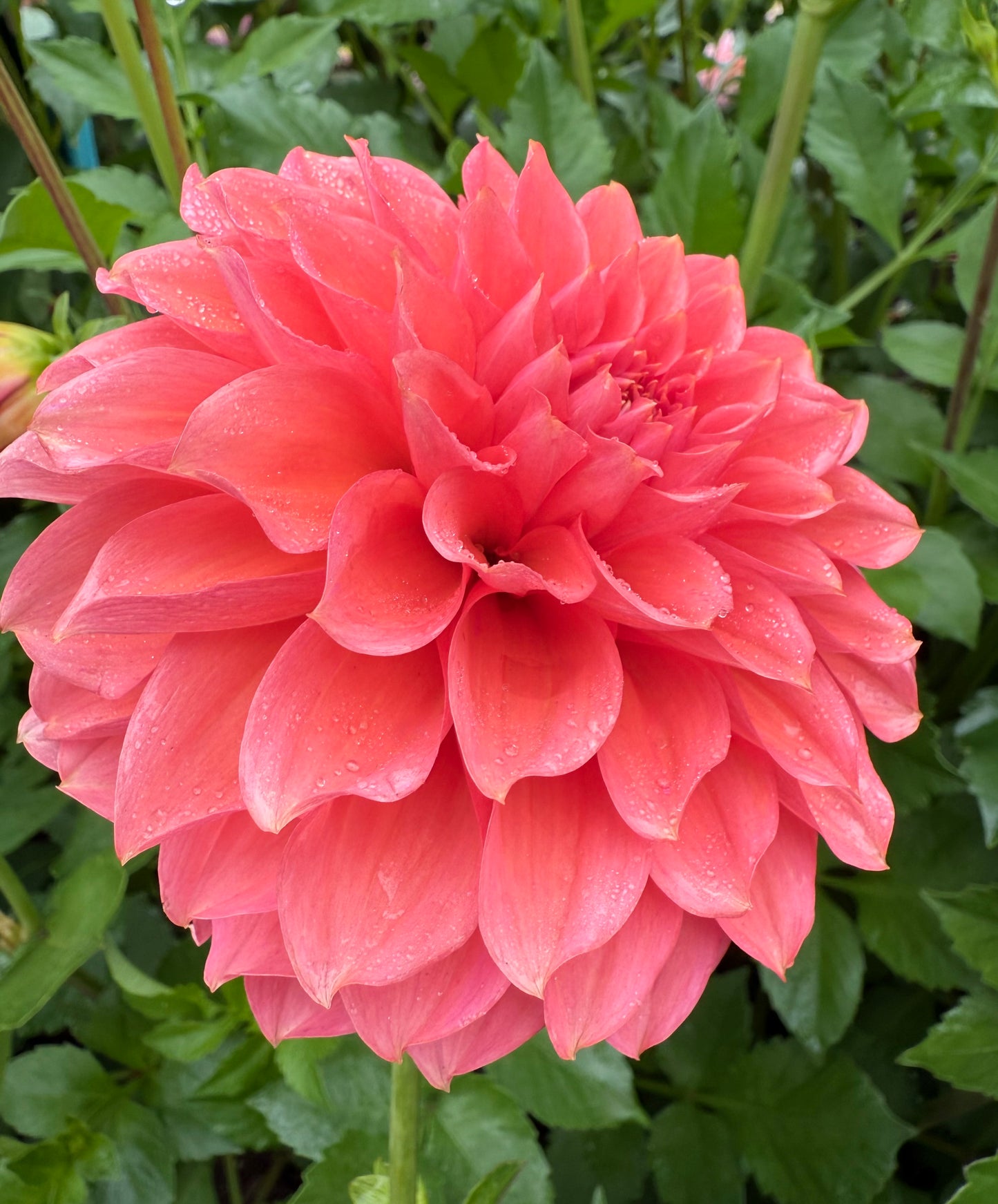 RM Pink Sugar Rooted Cutting