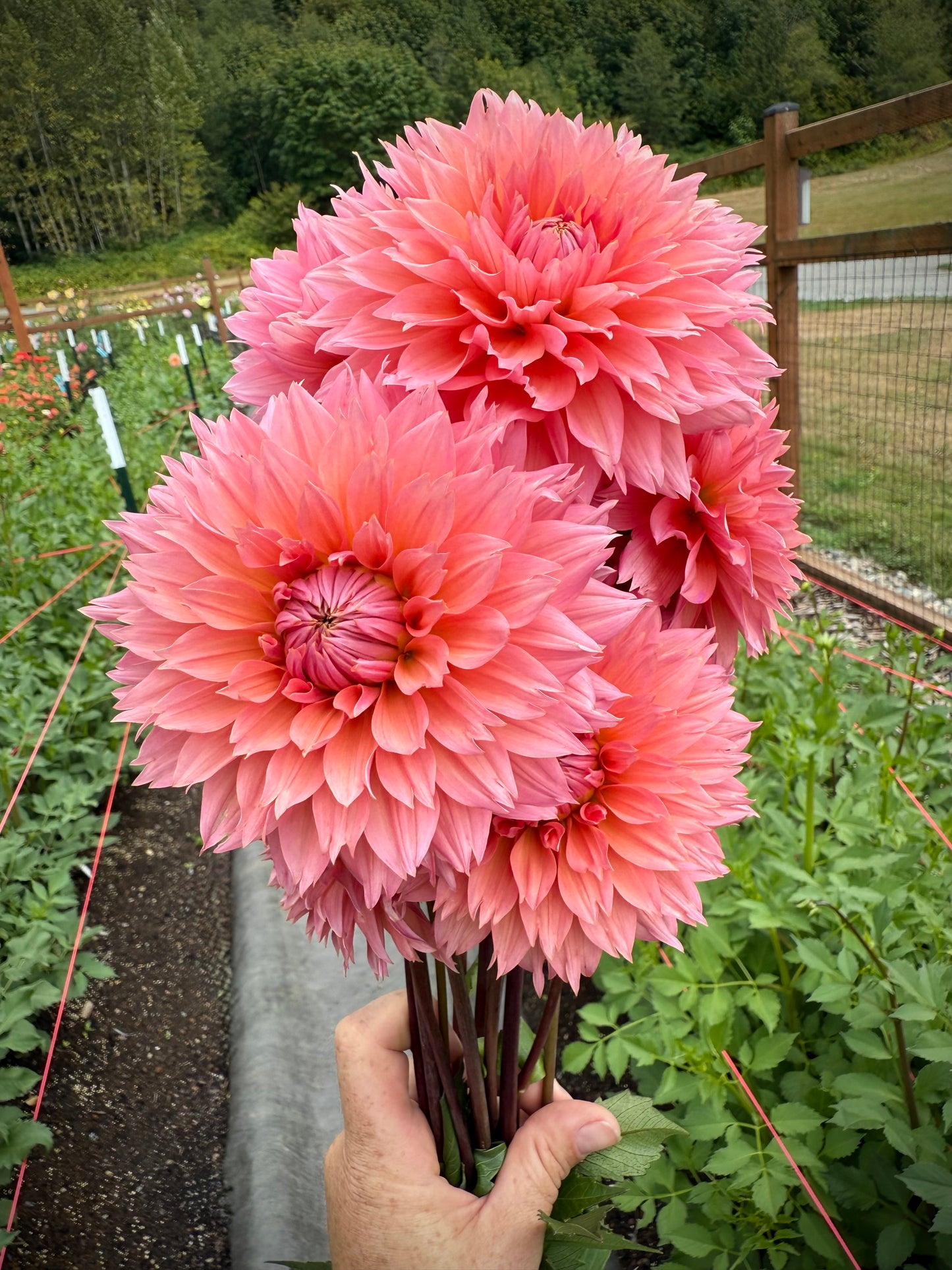 Lee’s Canella Fizz