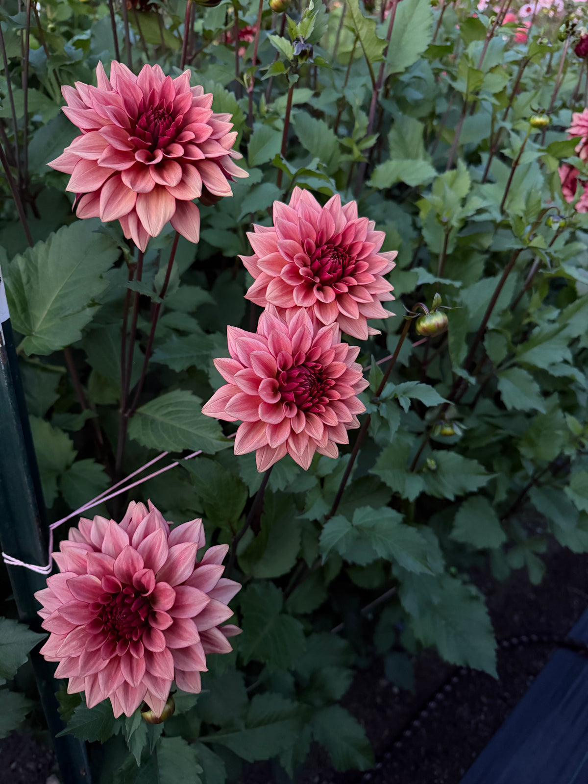 Starlit Russet Potted Cutting